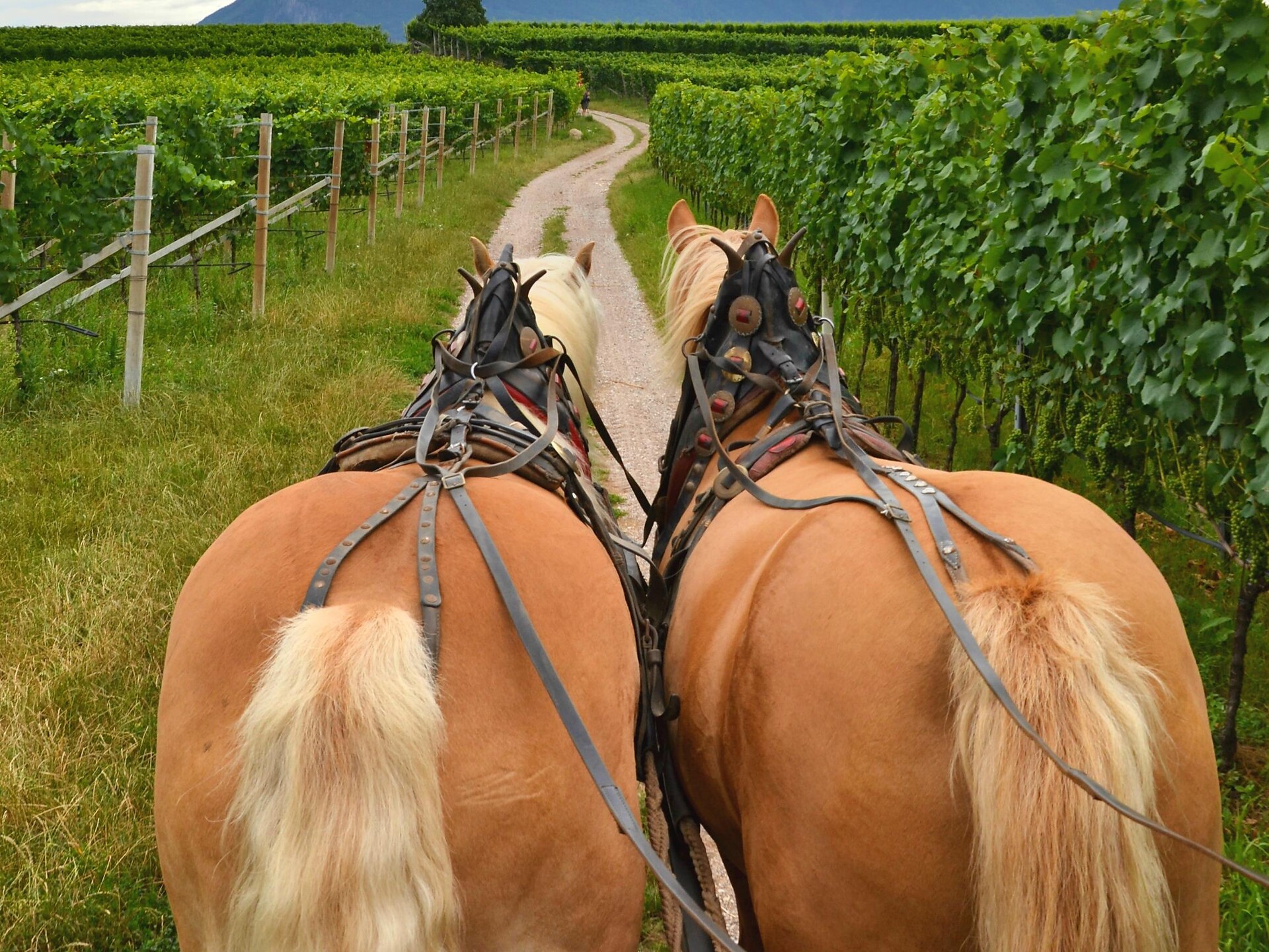 Giro in carozza - Strada del Vino - #2 - suedtirol.info