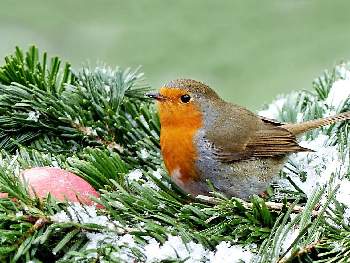 Creiamo un anello di mangime per uccelli - Bressanone e dintorni - #1 - suedtirol.info