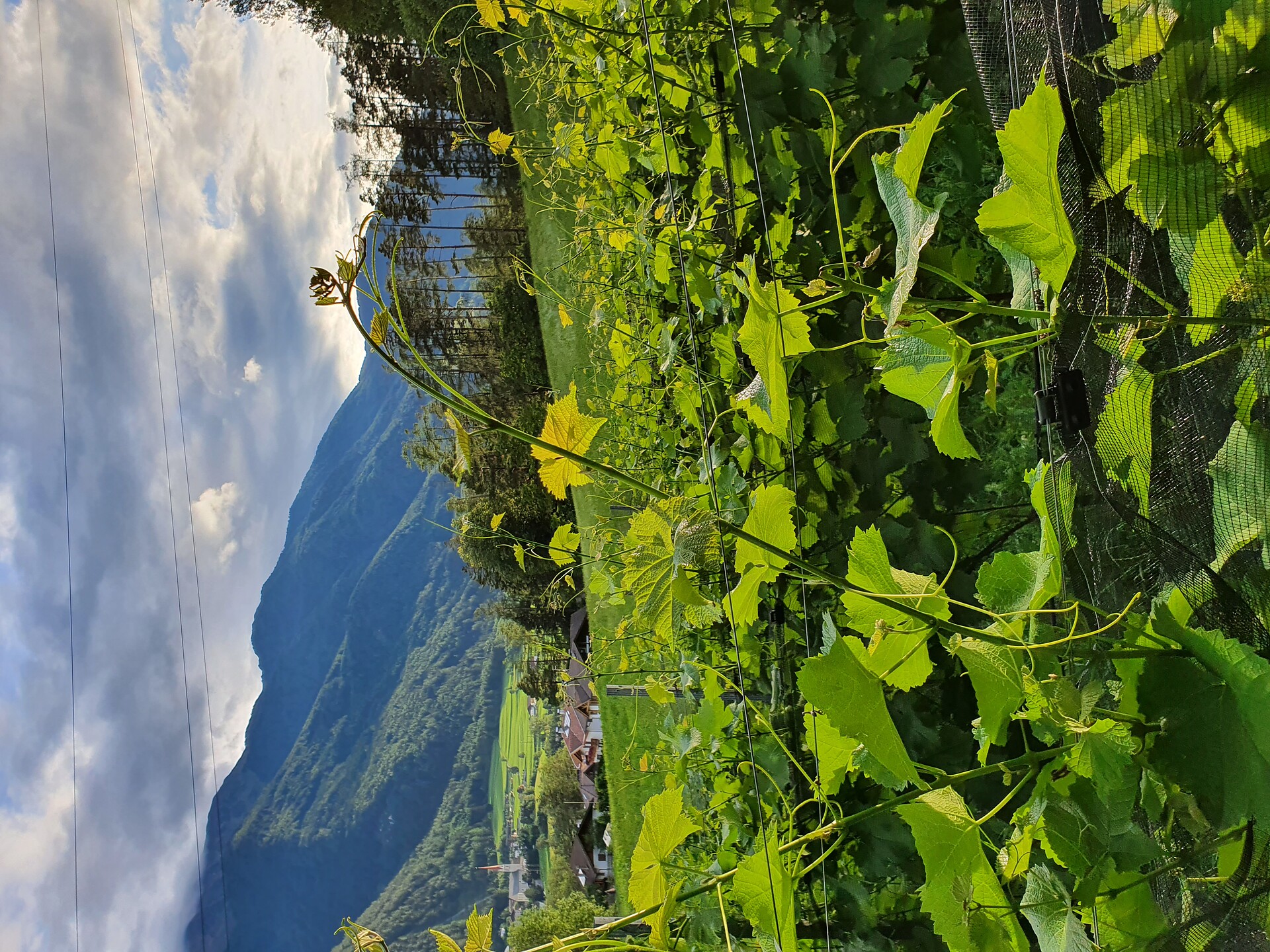 Wipptal vineyard tour and tasting - Sterzing/Vipiteno and environs - #1 - suedtirol.info