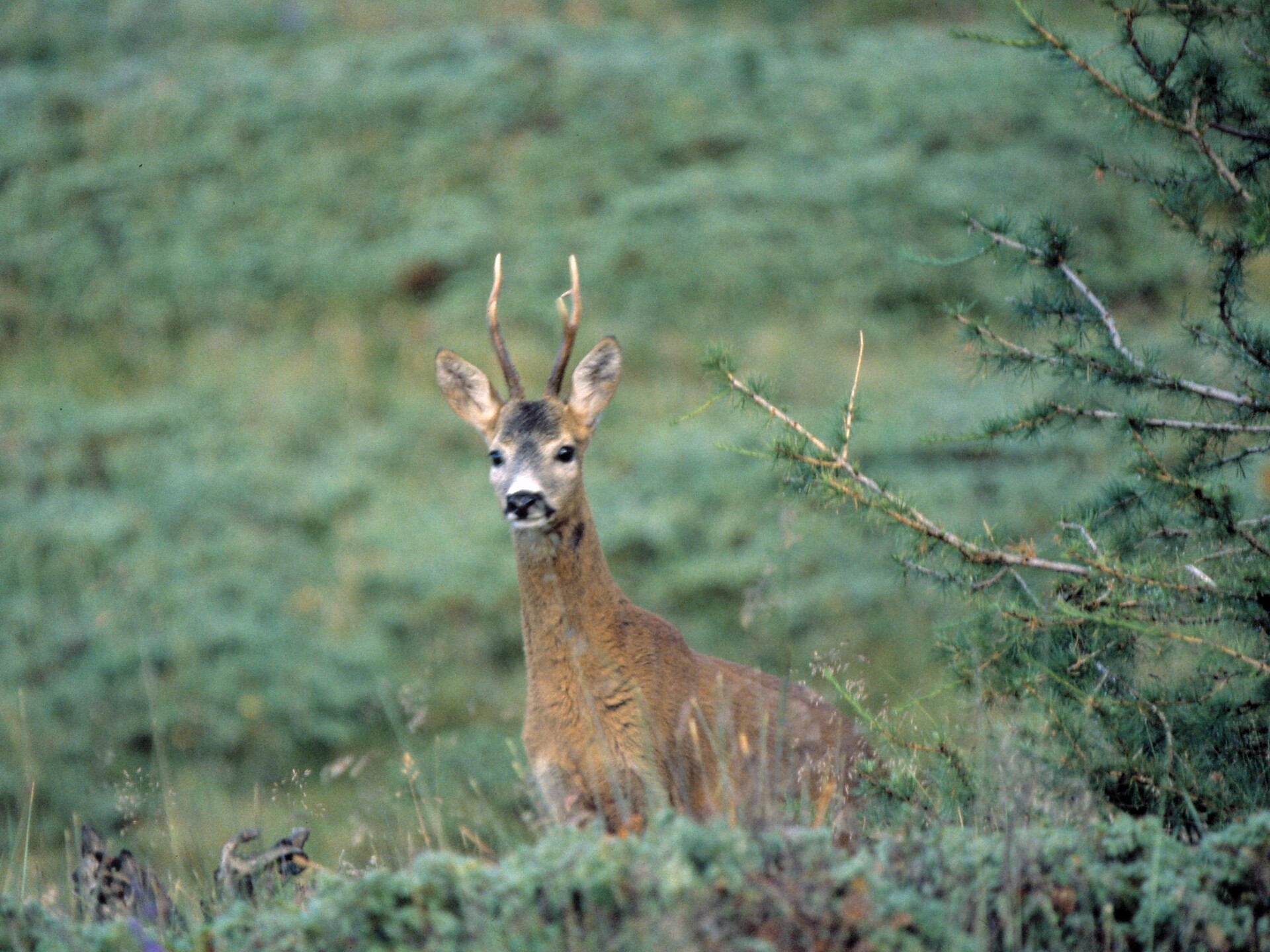 Wildlife Watching at Twilight Martell/Martello 1 suedtirol.info