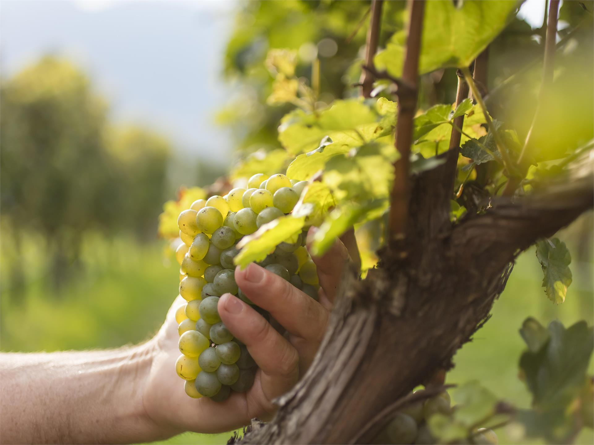 Weinlehrpfad mit Kellerbesichtigung und Weinverkostung Algund 3 suedtirol.info