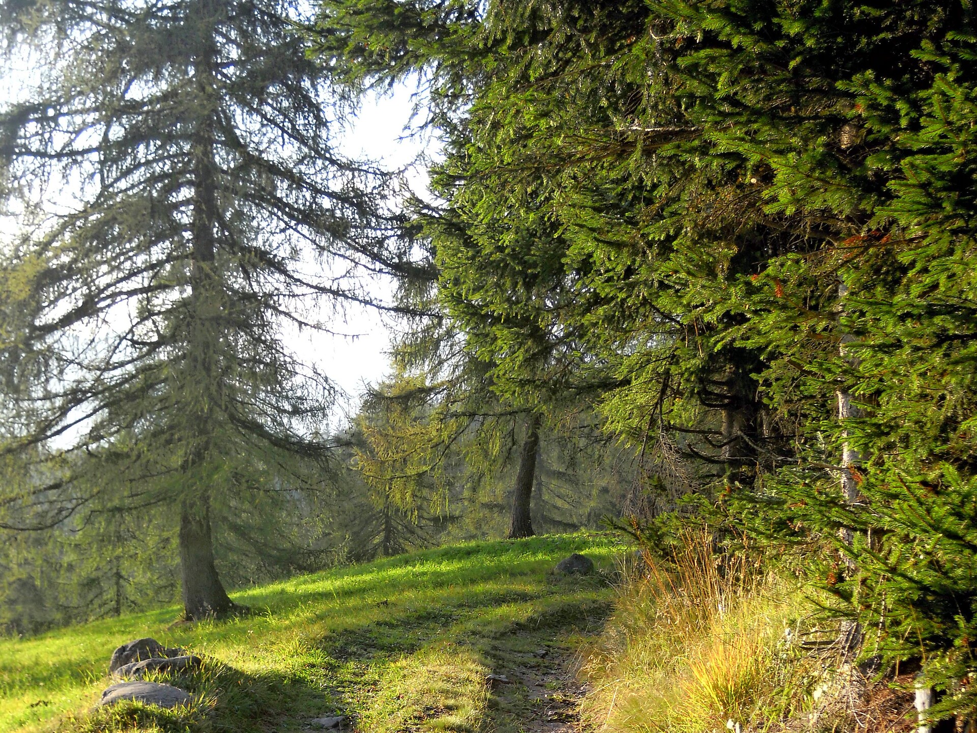 Waldbaden in Proveis Laurein 2 suedtirol.info