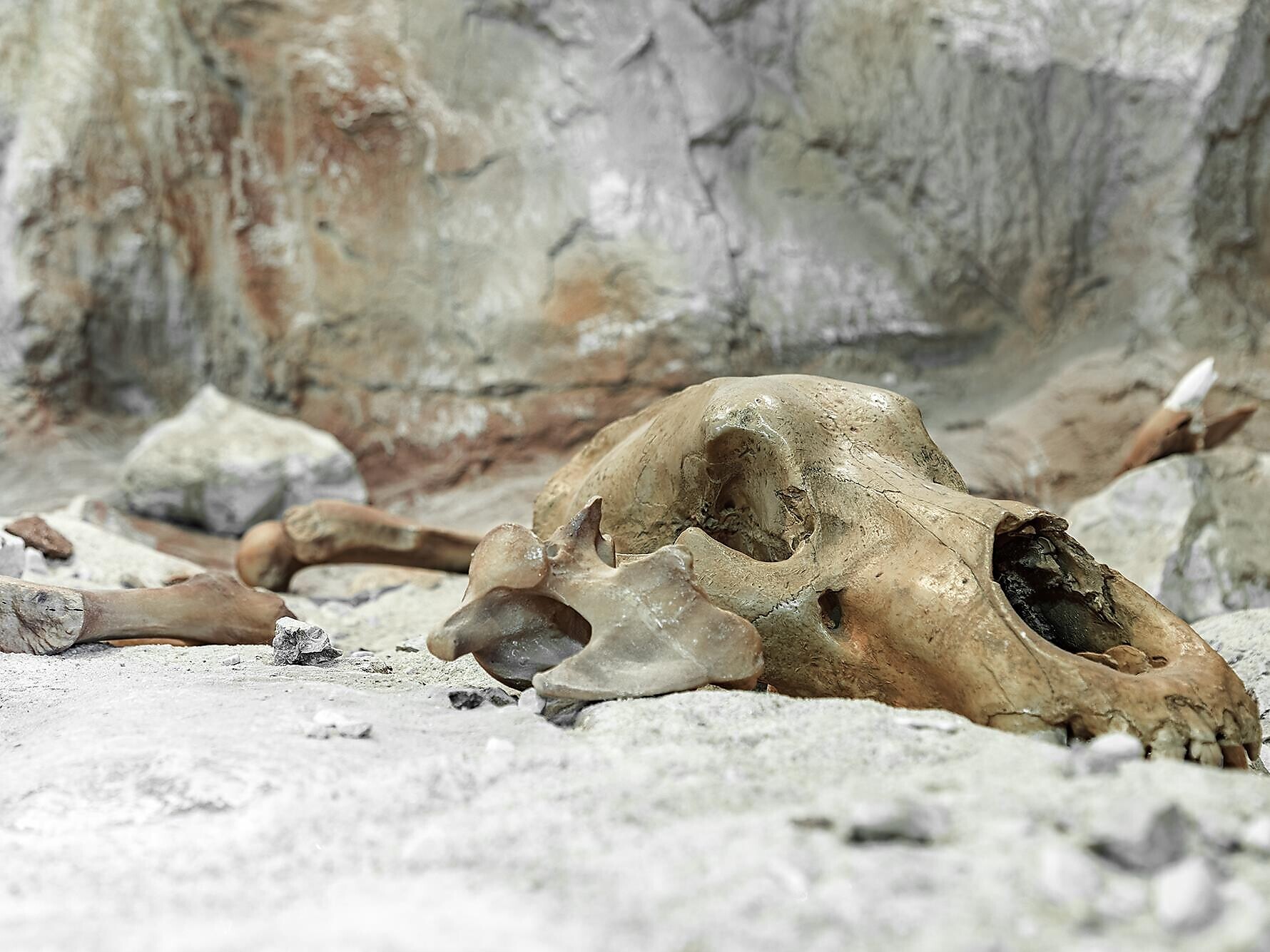 Escursione alla grotta dell'orso - Regione dolomitica Alta Badia - #1 - suedtirol.info