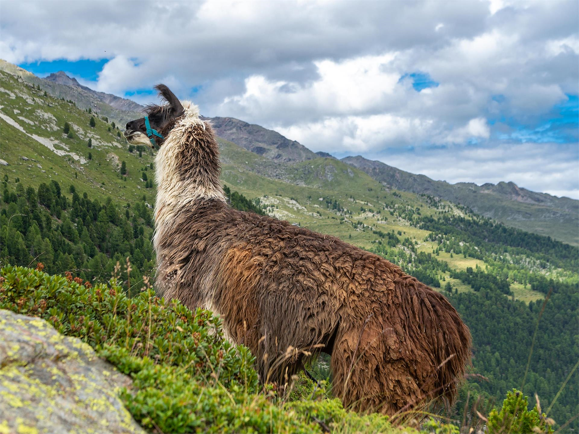 Walk the Lama - easy half day trekking tour Martell/Martello 1 suedtirol.info
