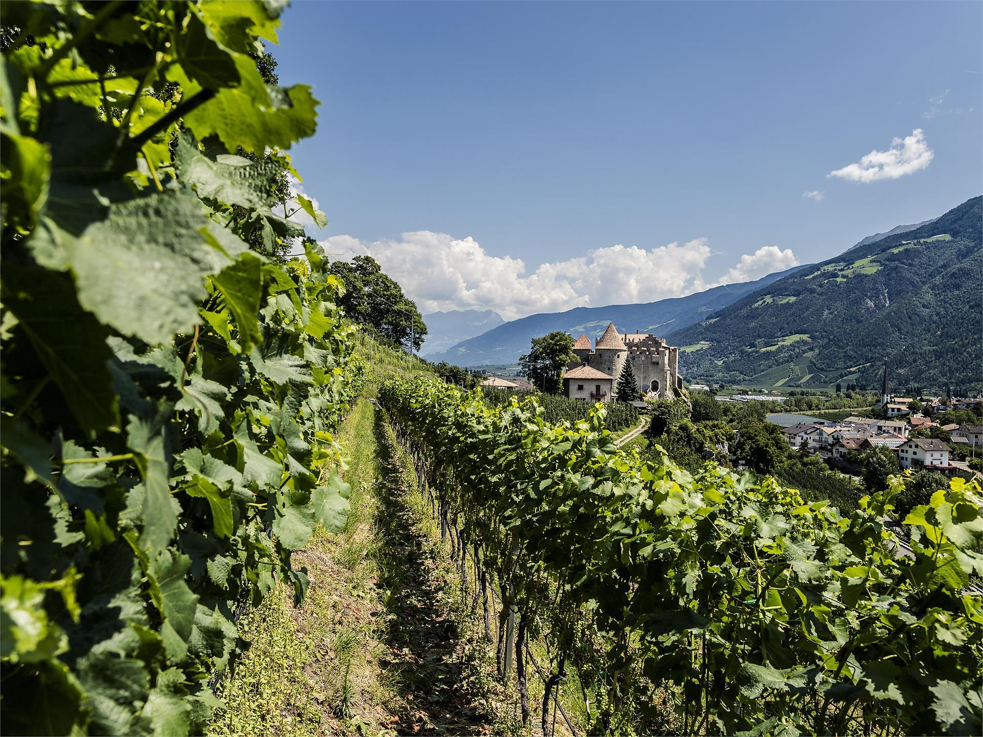 Weinbau in Kastelbell: Zu Besuch beim Weingut Lehengut - Vinschgau - #1 - suedtirol.info