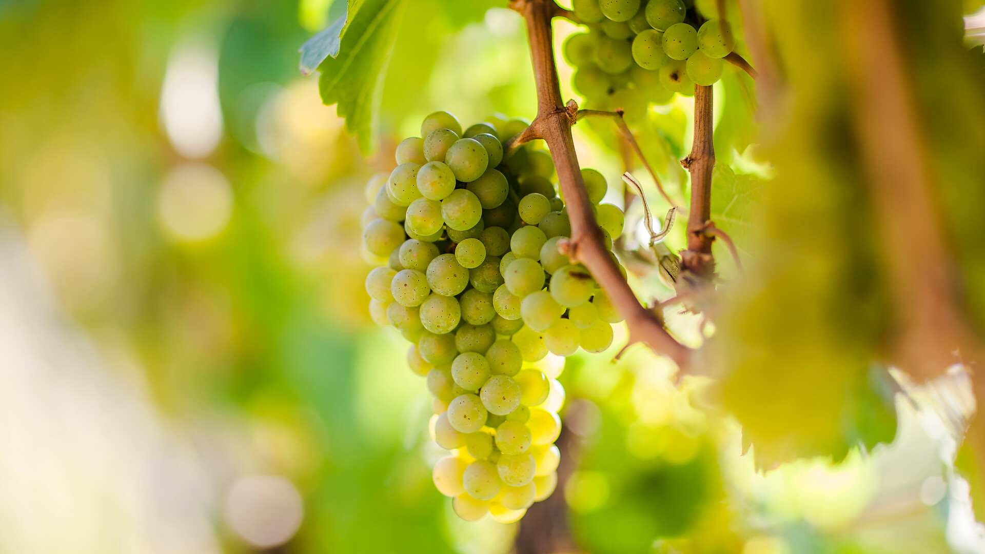 Wein & Genuss - der Gourmetherbst in Naturns: 17.10. - 21.11.2026 - Meran und Umgebung - #2 - suedtirol.info