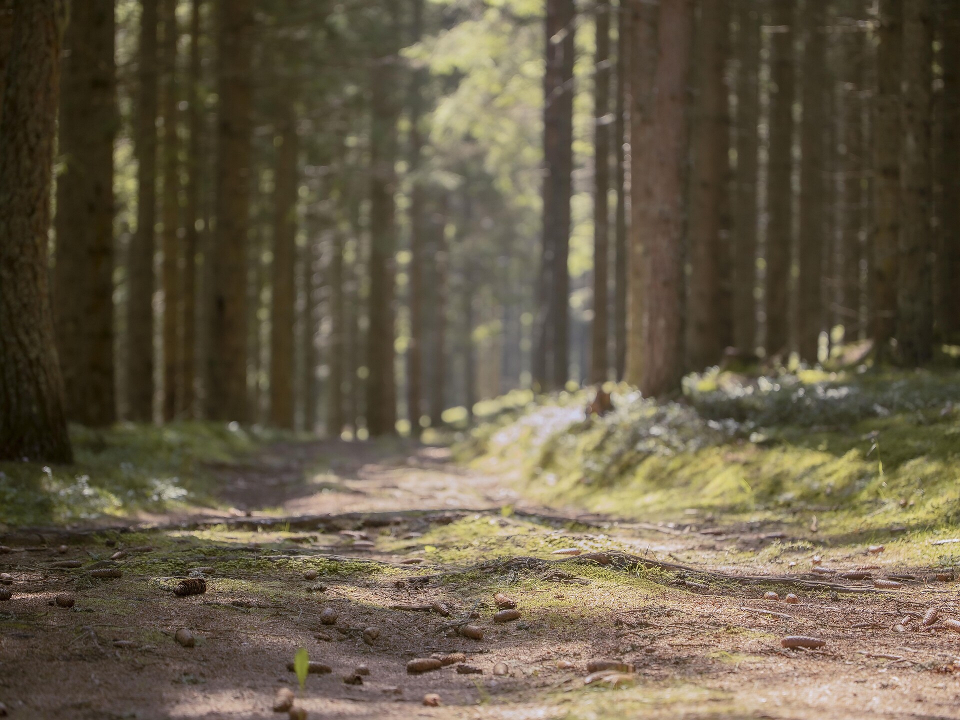 Forest Bathing – The Secrets of the Sulden Forests - Vinschgau/Val Venosta - #1 - suedtirol.info