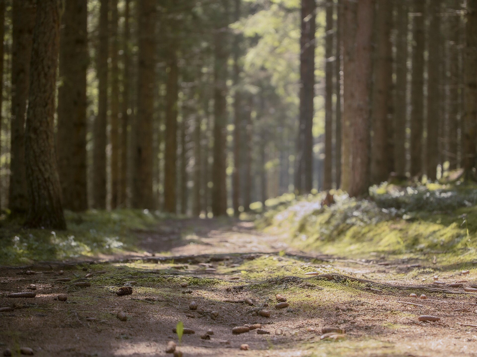 Waldbaden – Die Geheimnisse der Suldner Wälder Stilfs 1 suedtirol.info