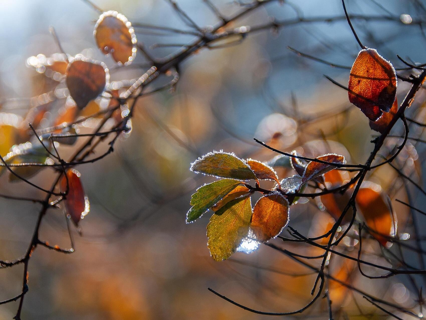 Wald, Wurzeln, Weisheit: Natur erleben und weitergeben – Naturseminar - Brixen und Umgebung - #1 - suedtirol.info