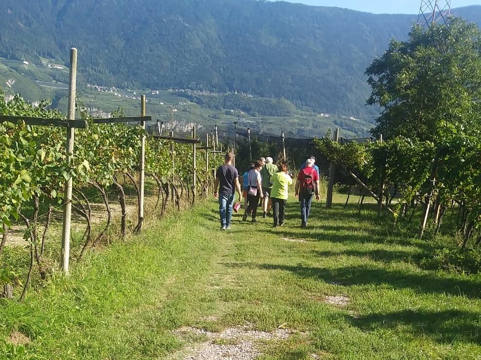 Escursione del vino da Magré passando per i biotopi fino a Cortina Magrè sulla Strada del Vino 3 suedtirol.info