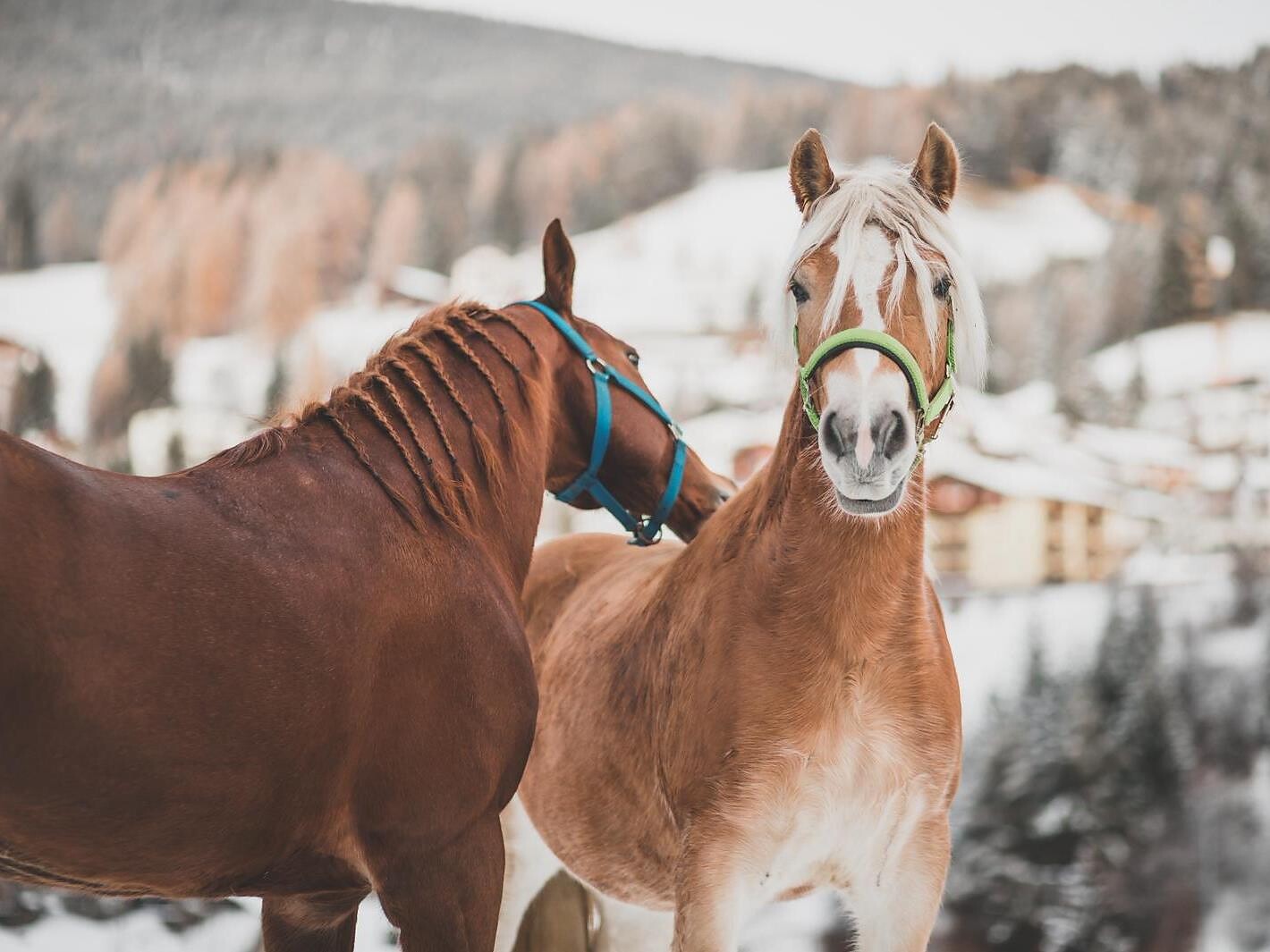 Esperienza invernale a cavallo - Regione dolomitica Val Gardena - #1 - suedtirol.info