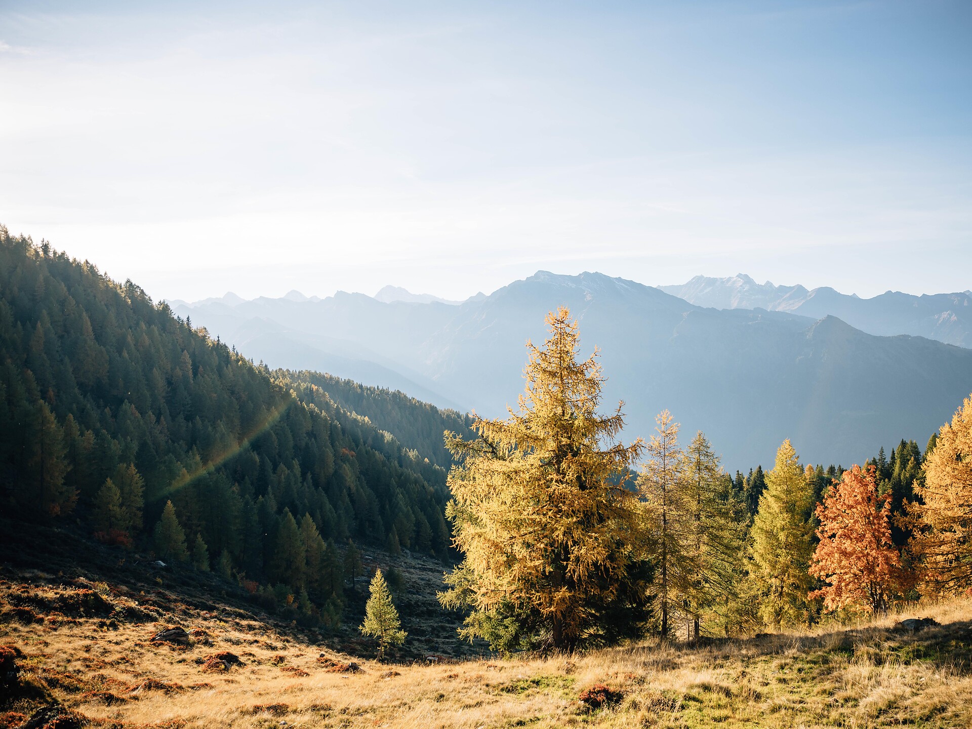 L'oro d'autunno sull'altopiano Hirzer (Psairer Herbst) - Merano e dintorni - #3 - suedtirol.info