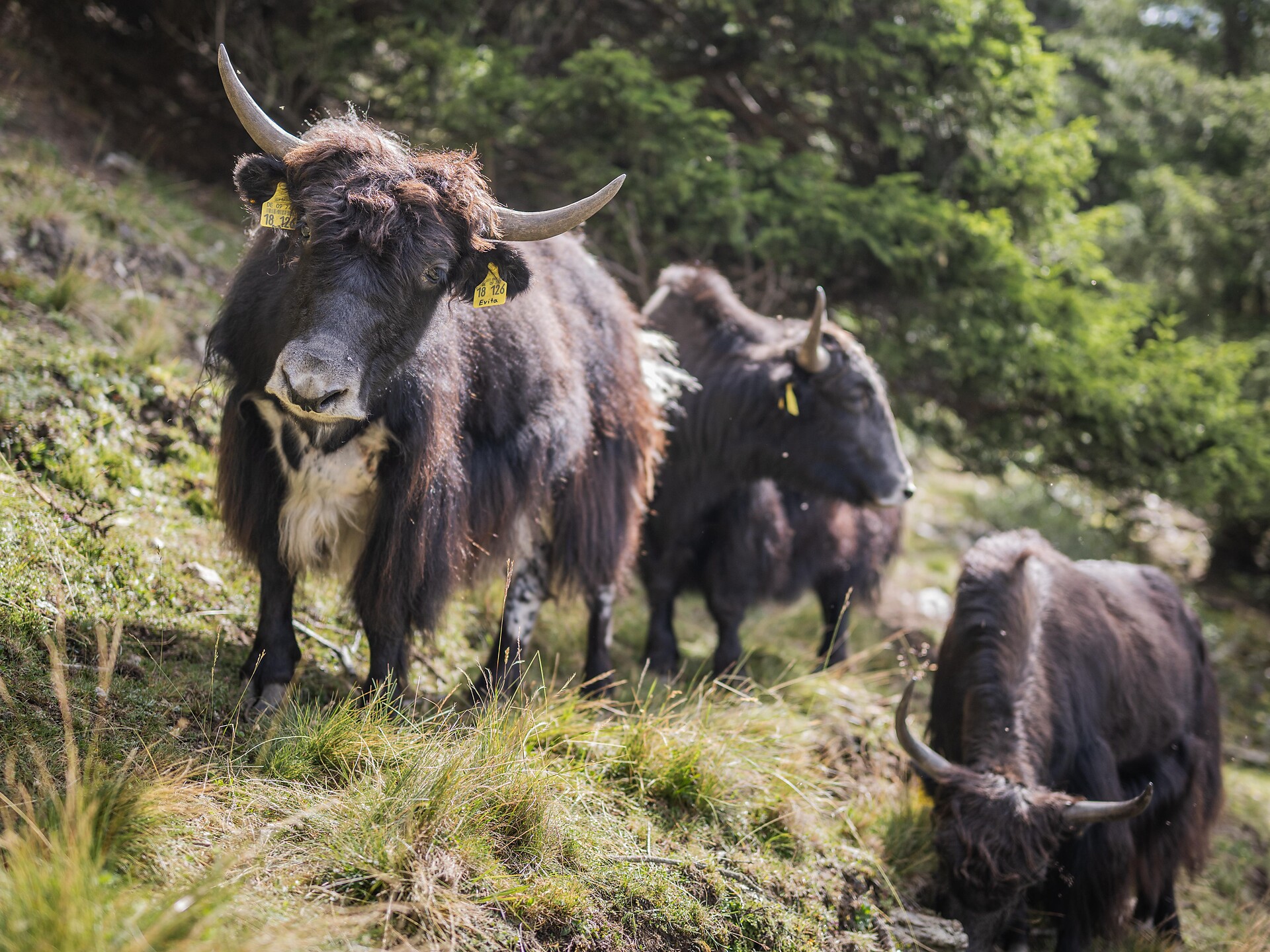 Yak-Fütterung - Dolomitenregion 3 Zinnen - #1 - suedtirol.info