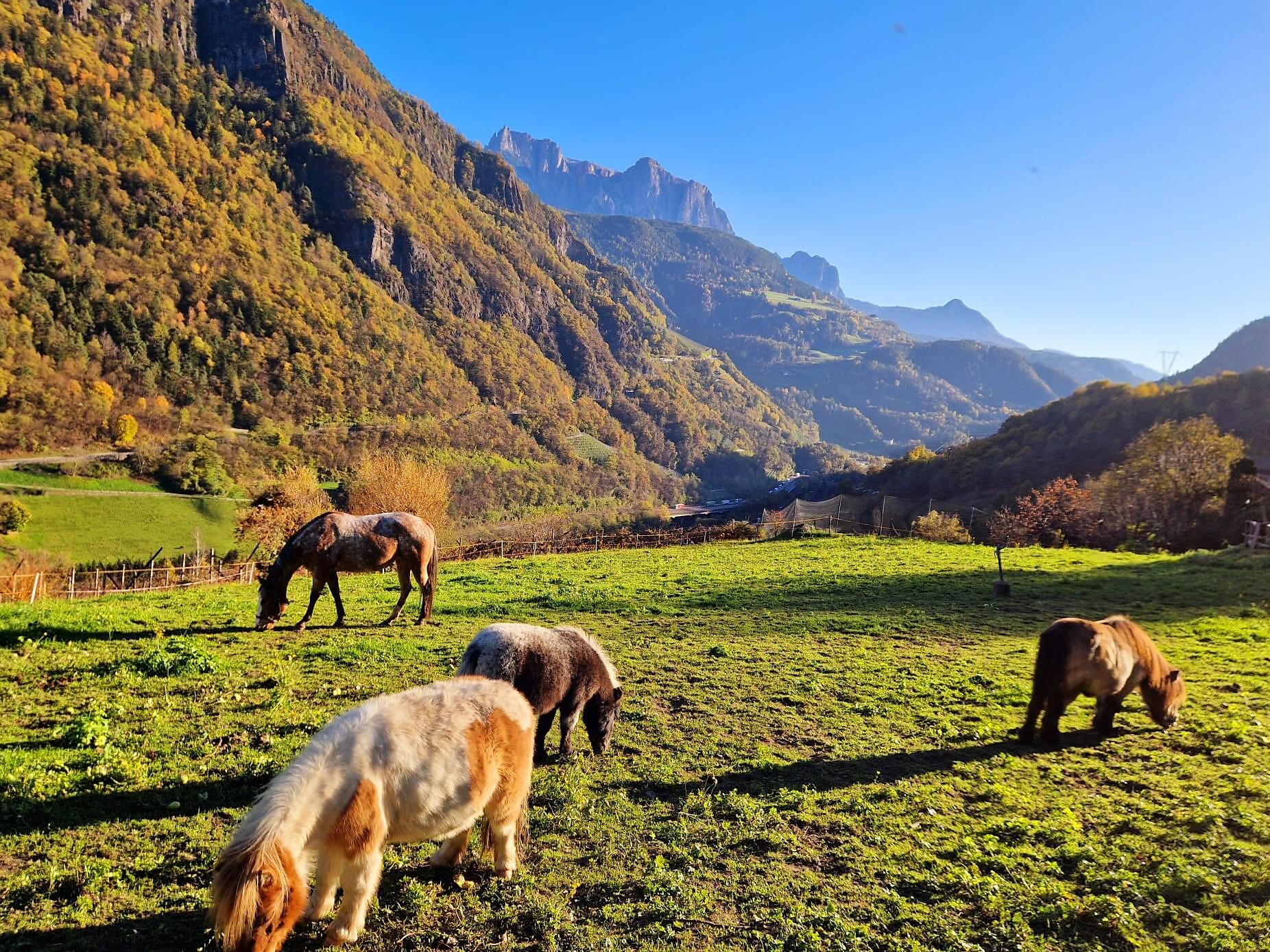 Zu Besuch am Bauernhof - Brixen und Umgebung - #1 - suedtirol.info