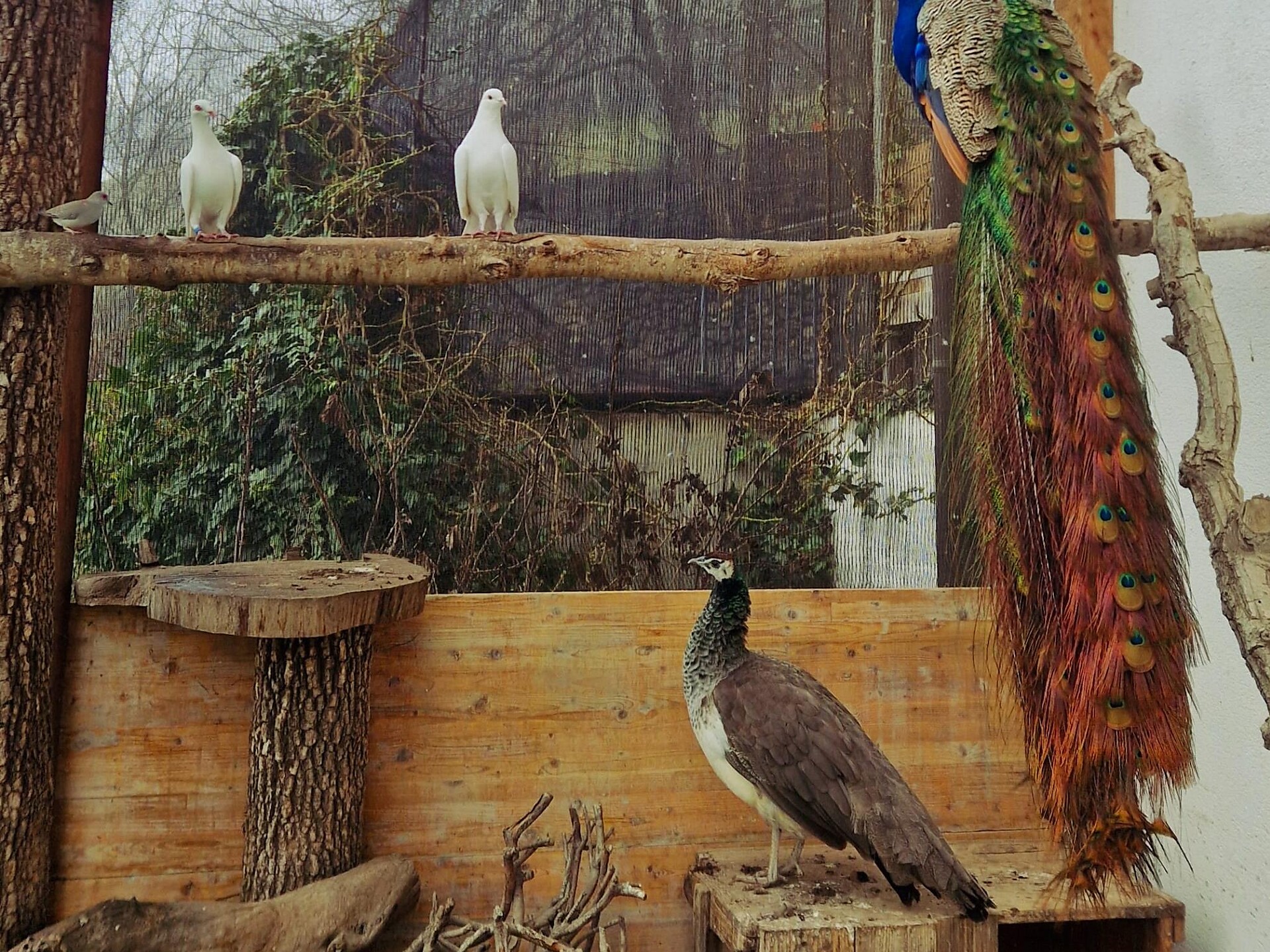 A Visit to the Farm - Brixen/Bressanone and environs - #1 - suedtirol.info