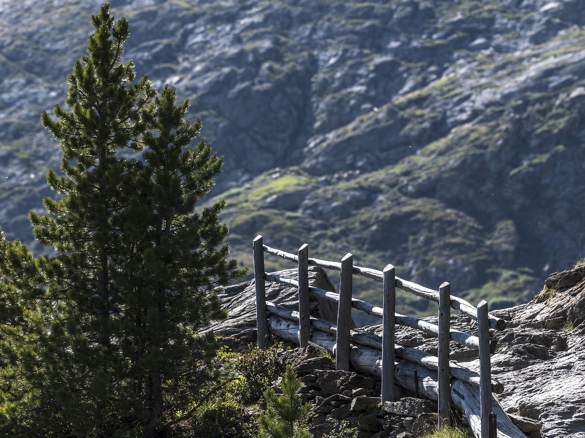 Swiss Stone Pine Hike - Vinschgau/Val Venosta - #1 - suedtirol.info