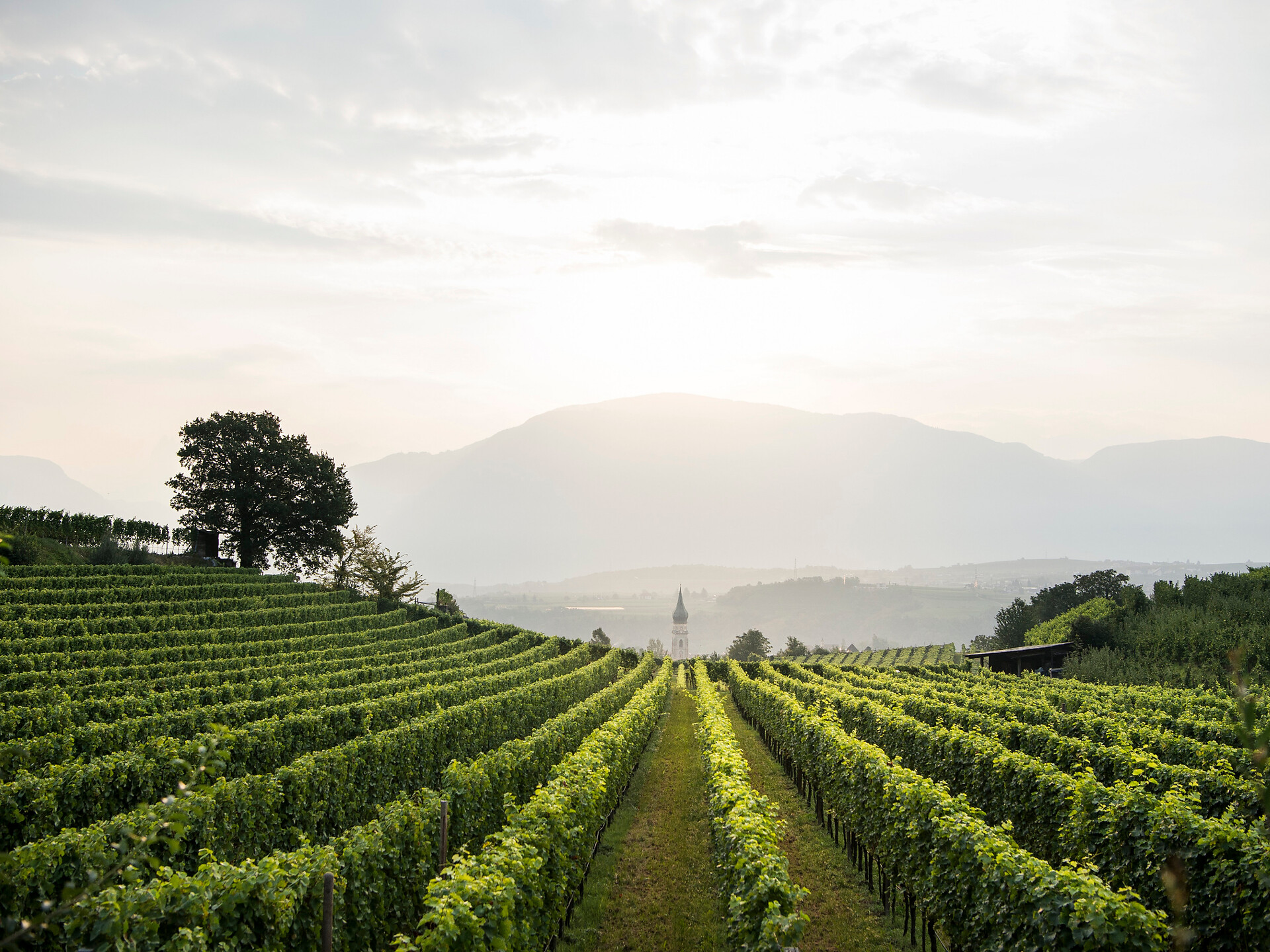 Zwischen Himmel und Reben - Südtiroler Weinstraße - #2 - suedtirol.info