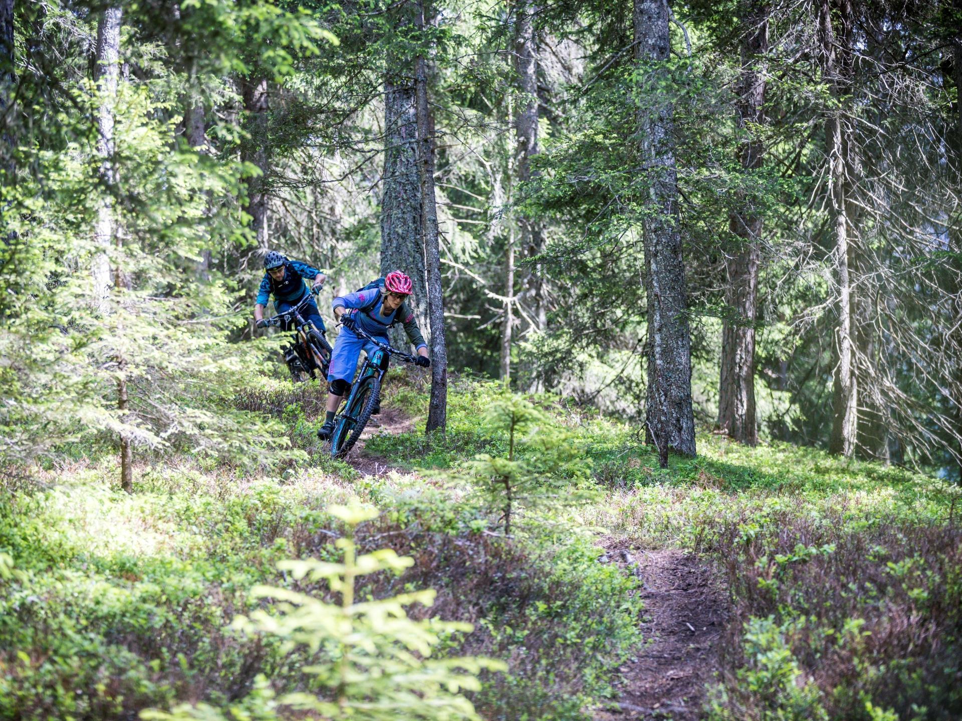 Acha-Katzl (Eichhörnchen) (2) Sexten 1 suedtirol.info