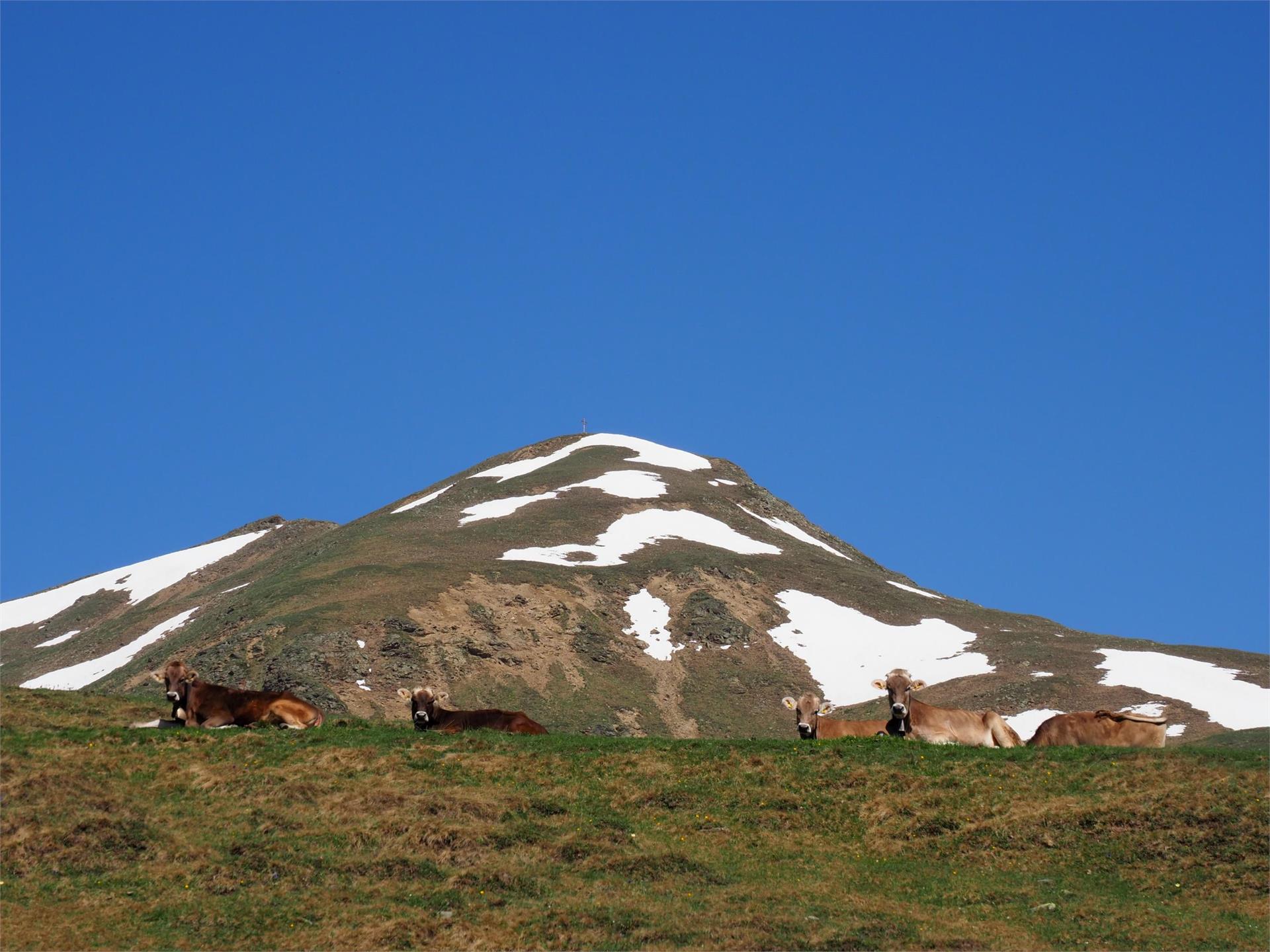 Äußerer Nockenkopf peak Graun im Vinschgau/Curon Venosta 1 suedtirol.info