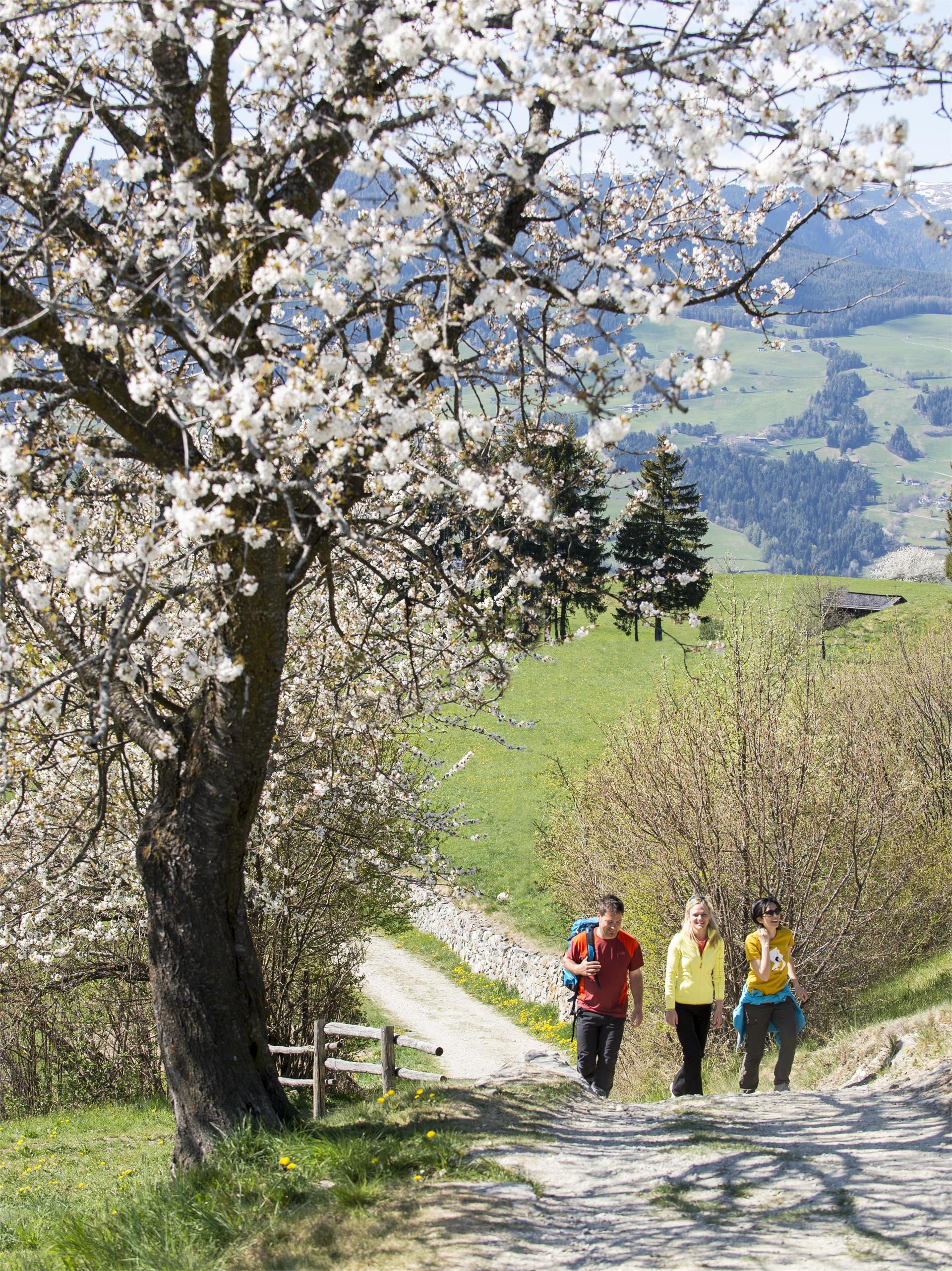 Albions - Gufidaun Lajen 2 suedtirol.info