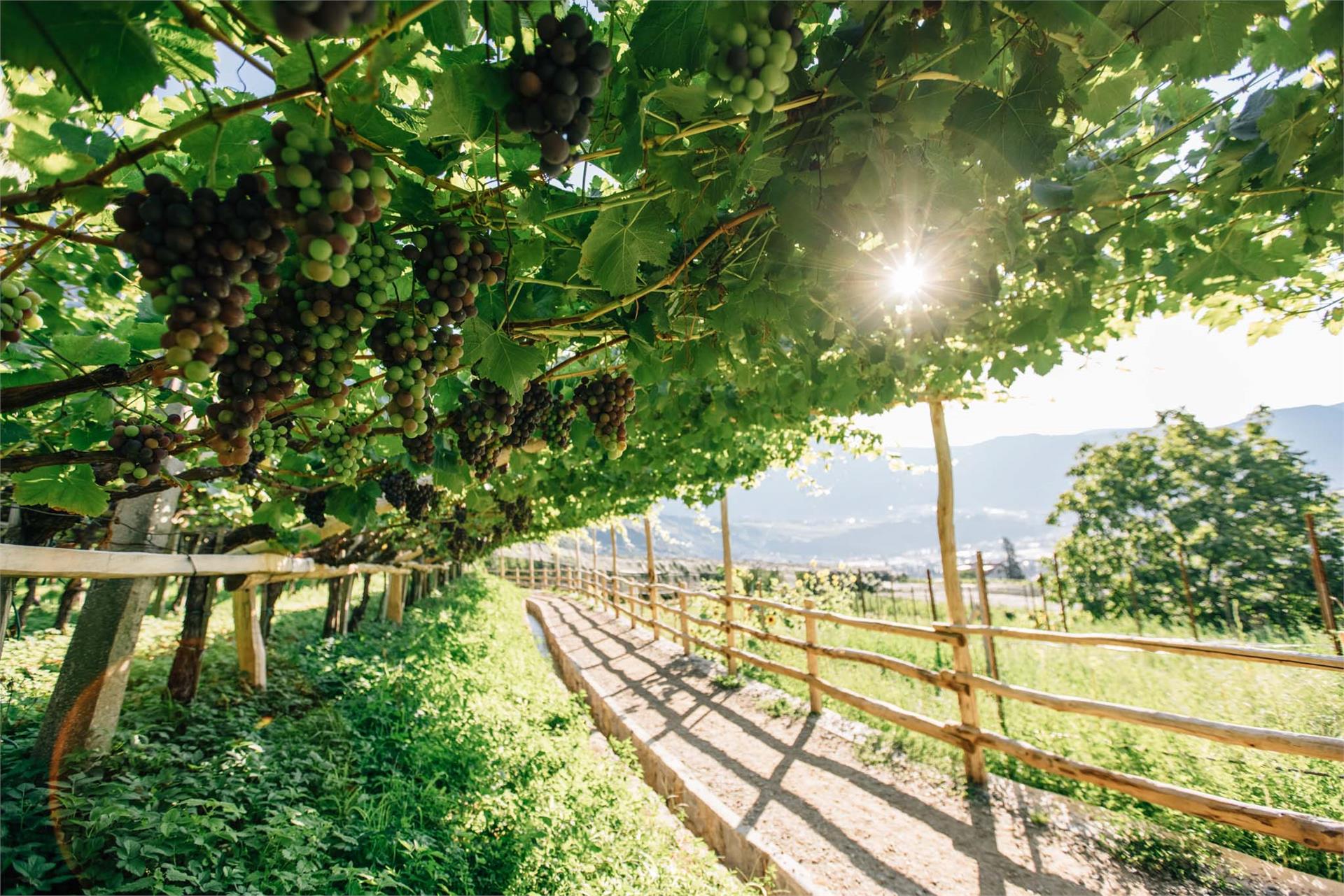 Algunder Weinlehrpfad Algund 3 suedtirol.info