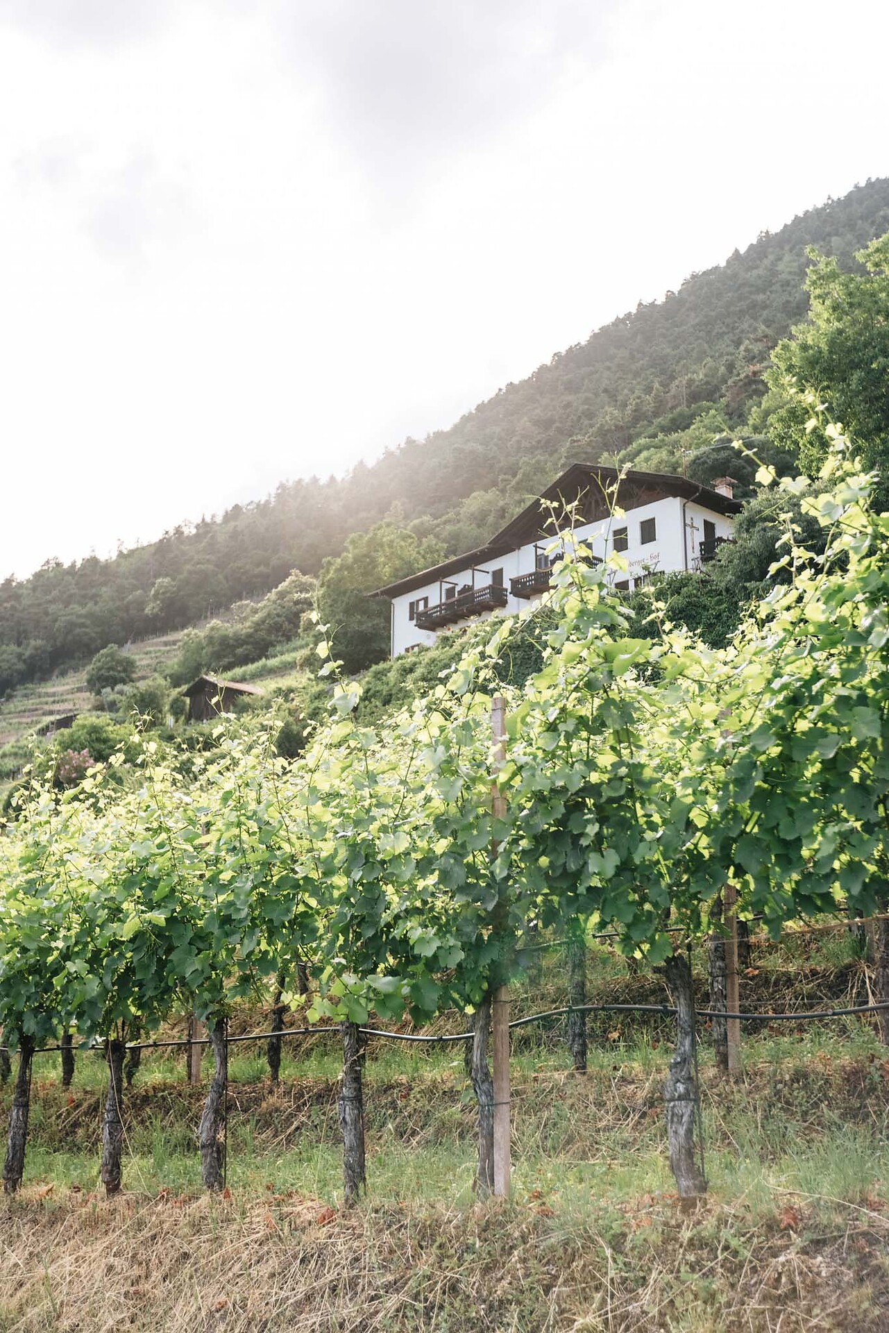 Wein