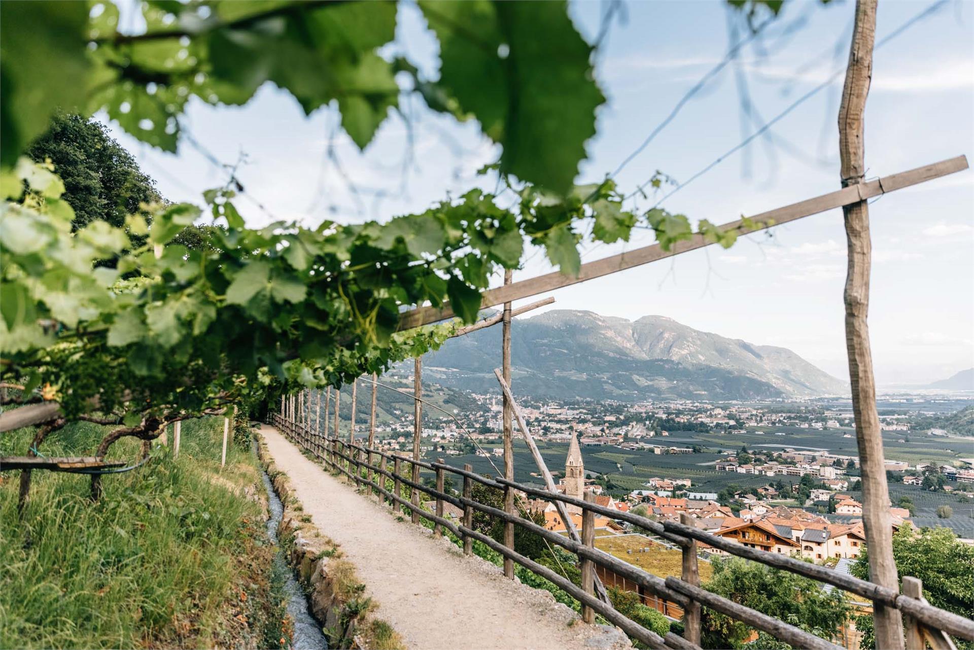 Algunder Weinlehrpfad Algund 4 suedtirol.info