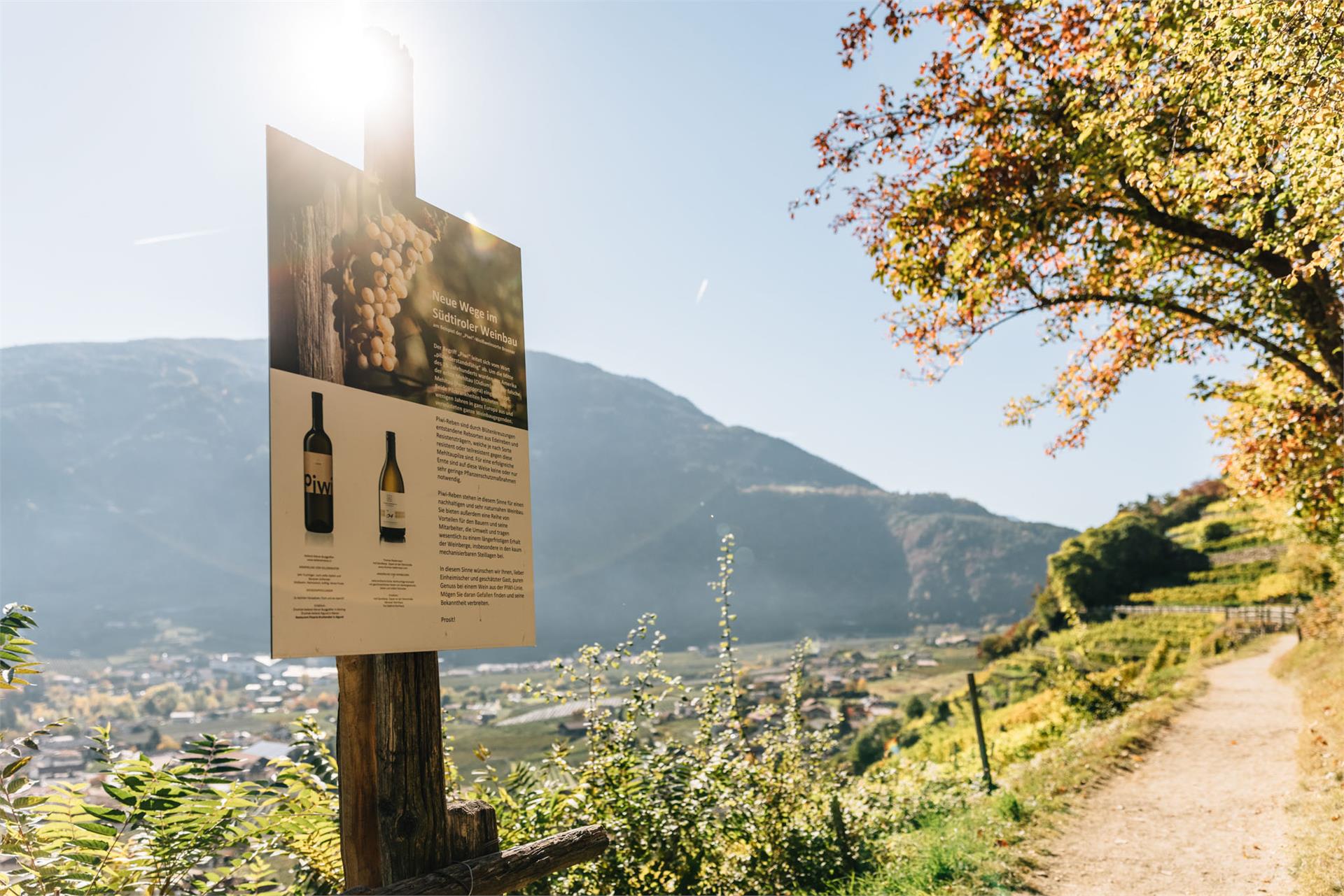 Algunder Weinlehrpfad Algund 2 suedtirol.info