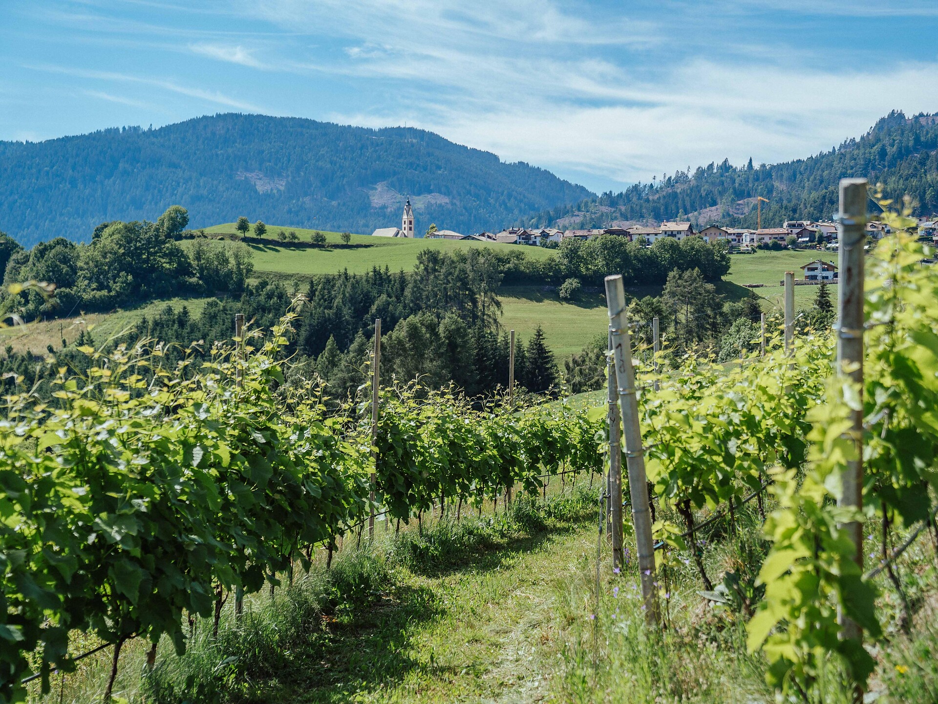 Vineyard at Anterivo