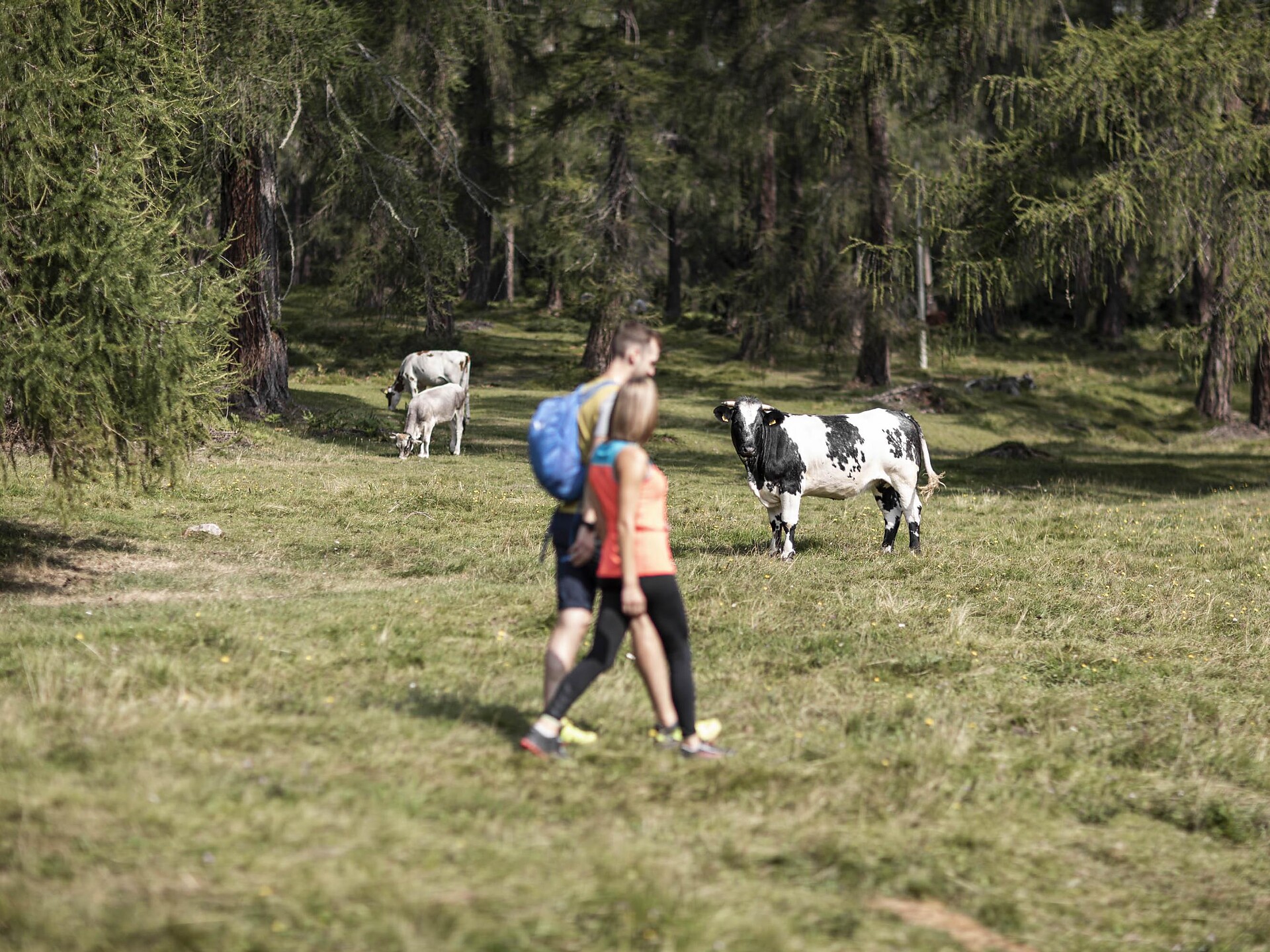 hiking to the Malga Fraul