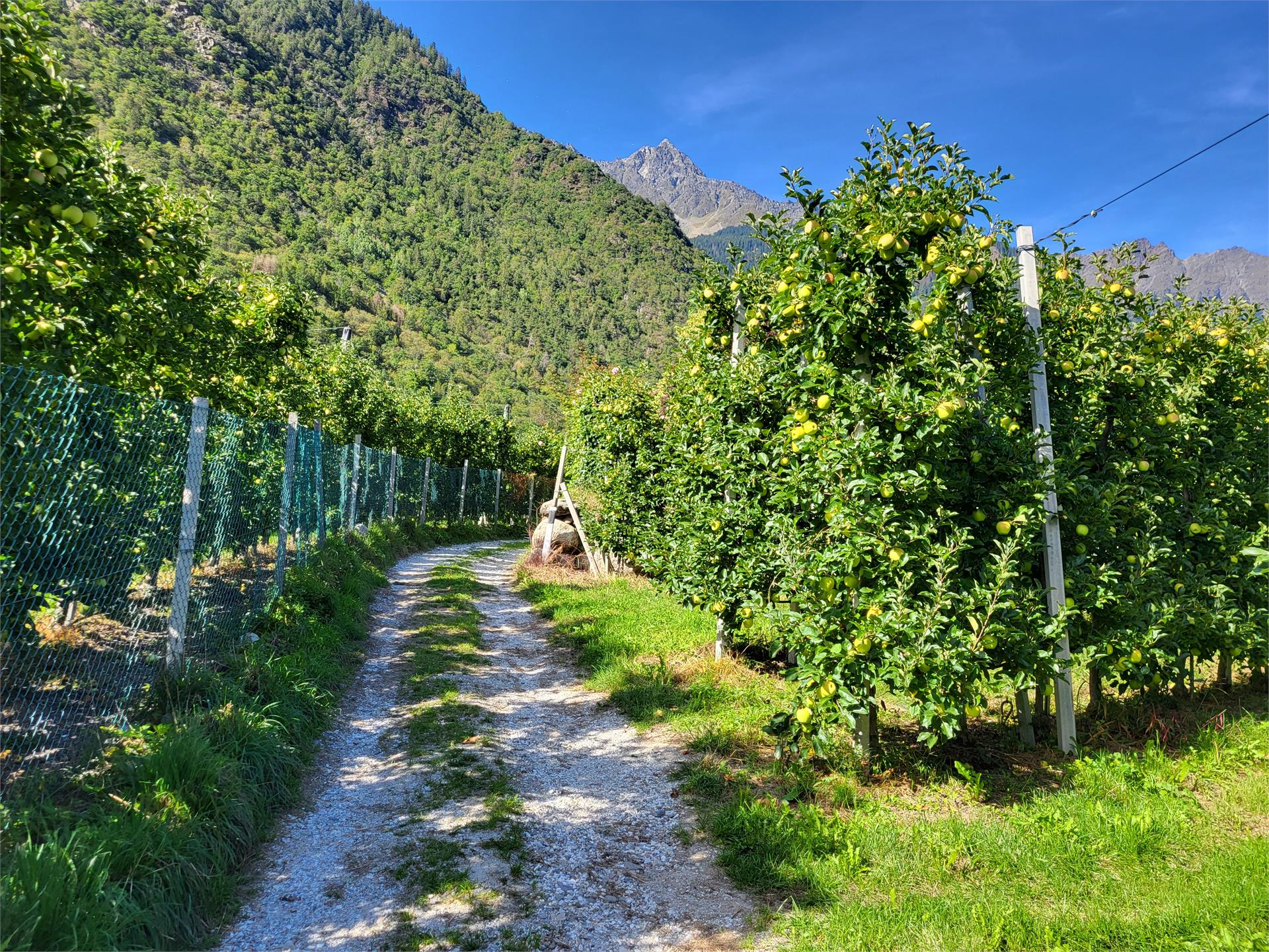 Giro delle mele Parcines 6 suedtirol.info