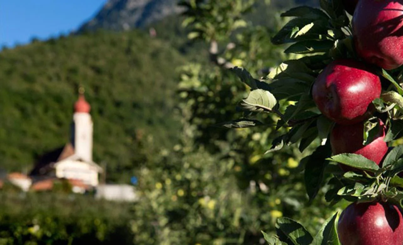 Round trip through the apple orchards Partschins/Parcines 1 suedtirol.info