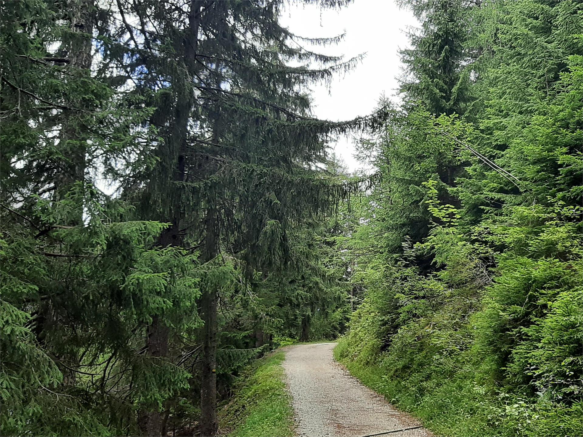 Aschbach/Rio Lagundo - Eggersteig path - Quadrat - Rabland/Rablà Partschins/Parcines 5 suedtirol.info