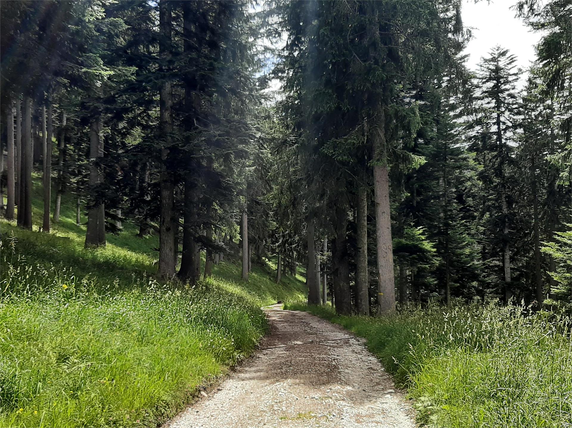 Aschbach/Rio Lagundo - Eggersteig path - Quadrat - Rabland/Rablà Partschins/Parcines 4 suedtirol.info