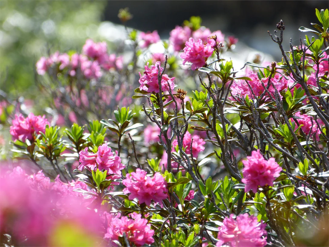 Percorso Alpenrosen (rosa alpina) San Vigilio