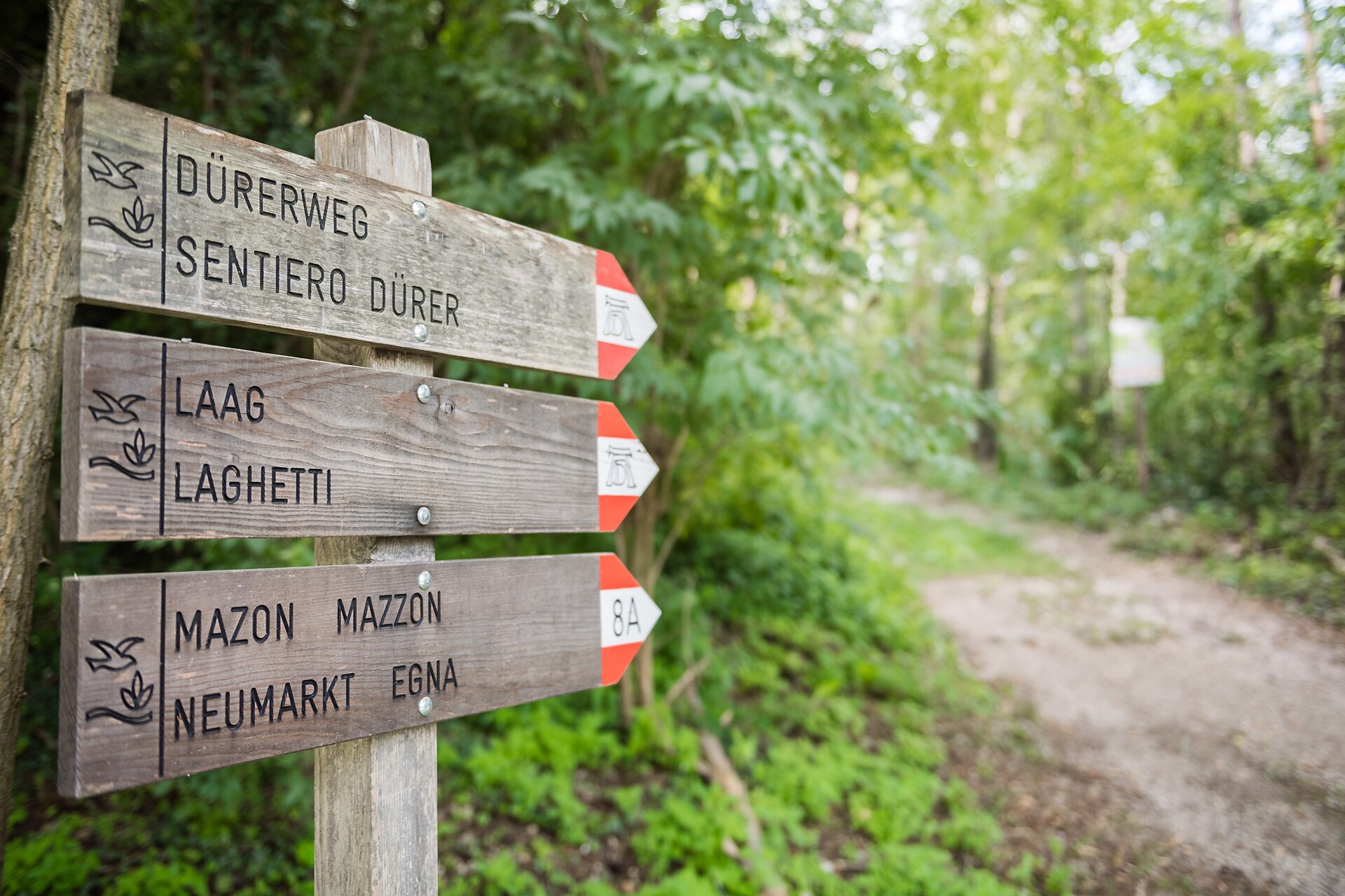 Path Dürer