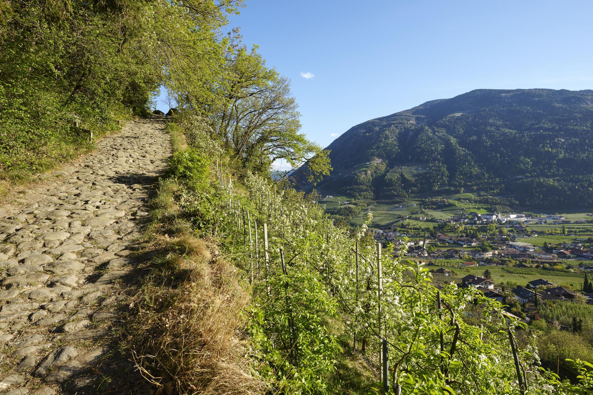Algunder Burgweg - Schloss Tirol Algund 1 suedtirol.info