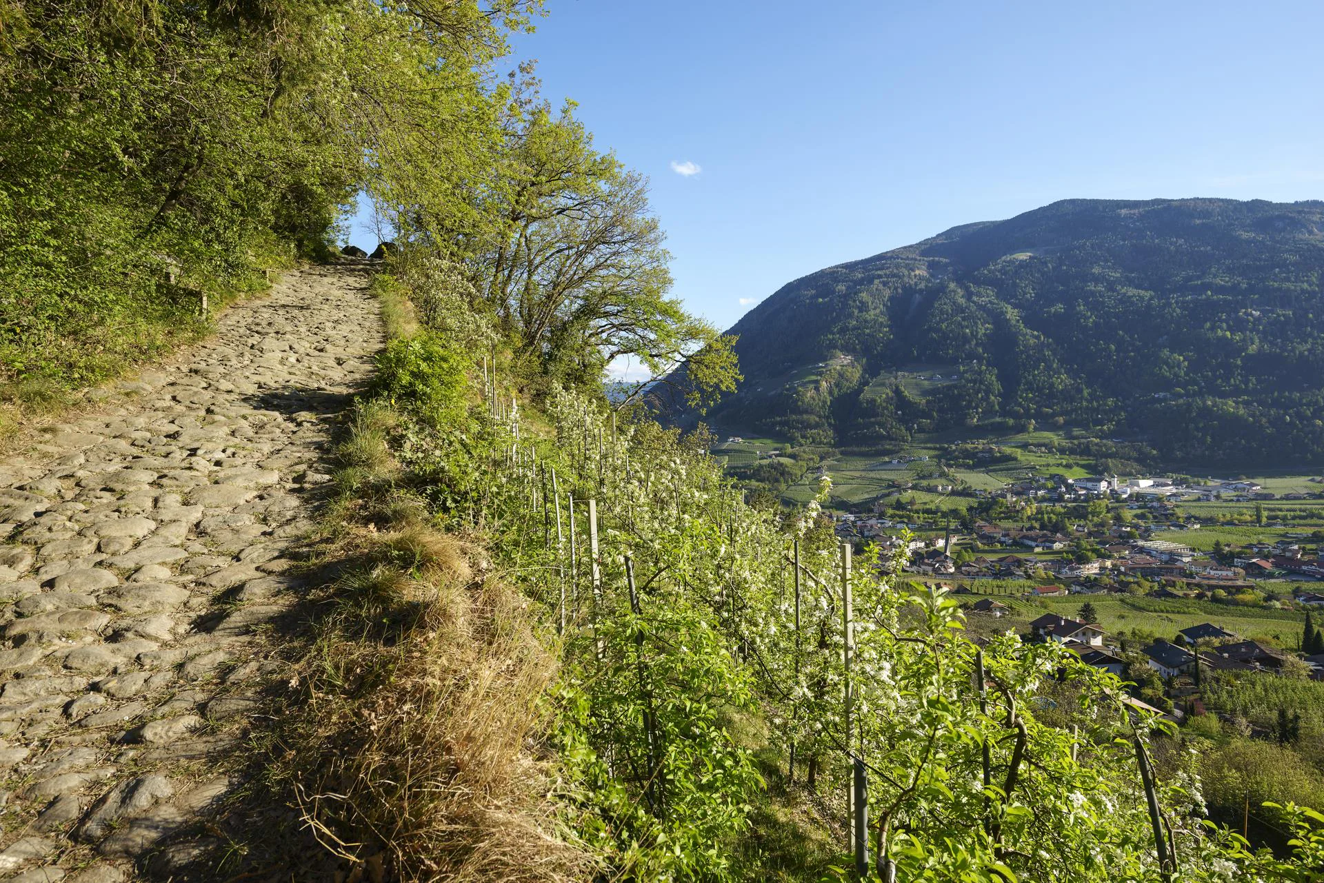 Algunder Burgweg - Schloss Tirol Algund 1 suedtirol.info