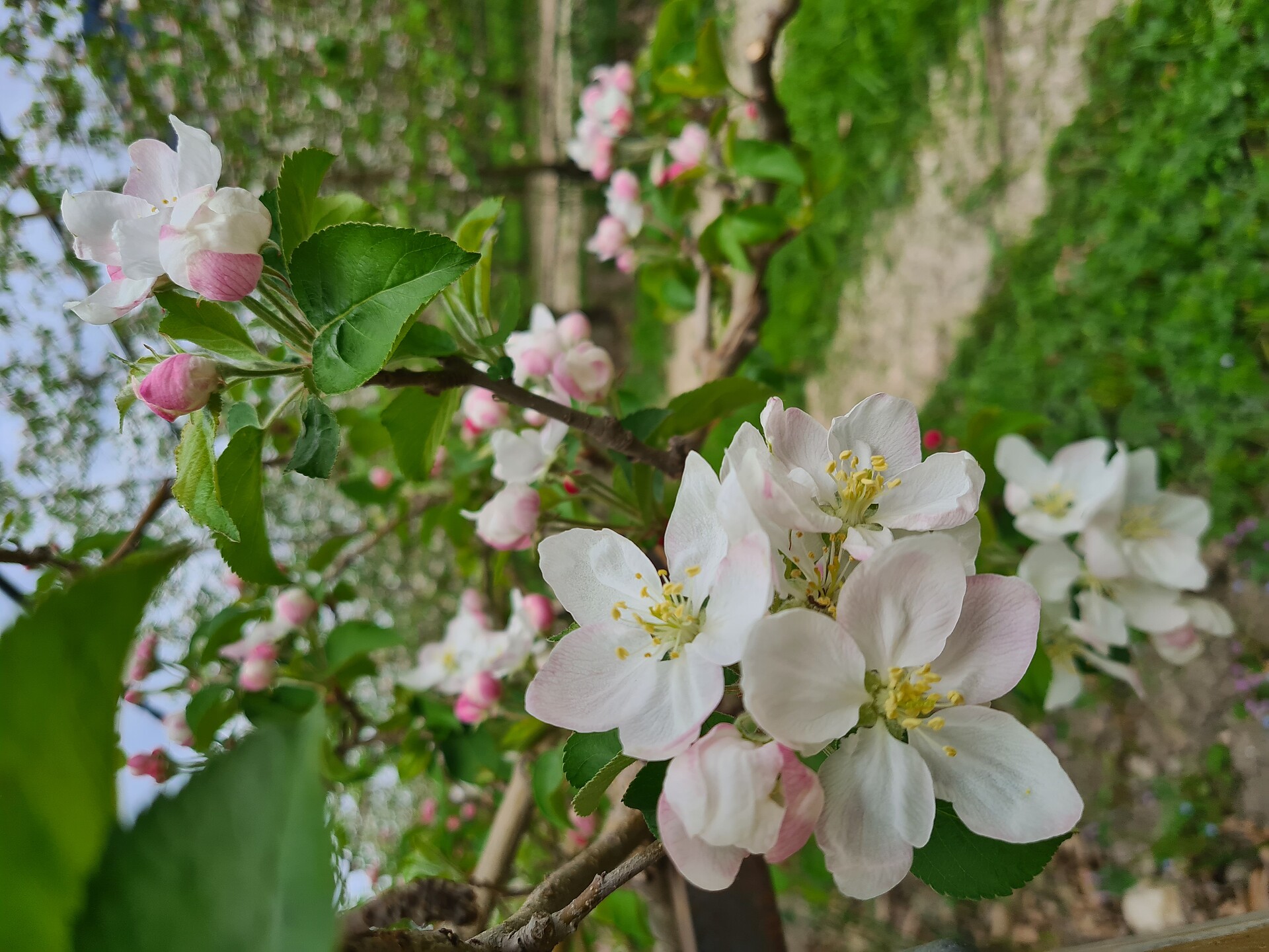 apple blossom