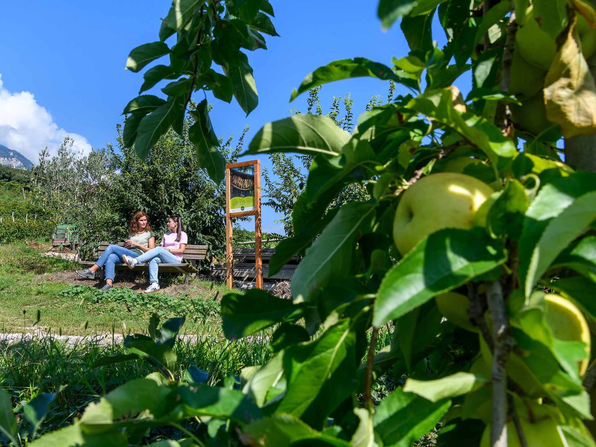 Sentiero delle mele Cortaccia - Termeno - Strada del Vino - #6 - suedtirol.info