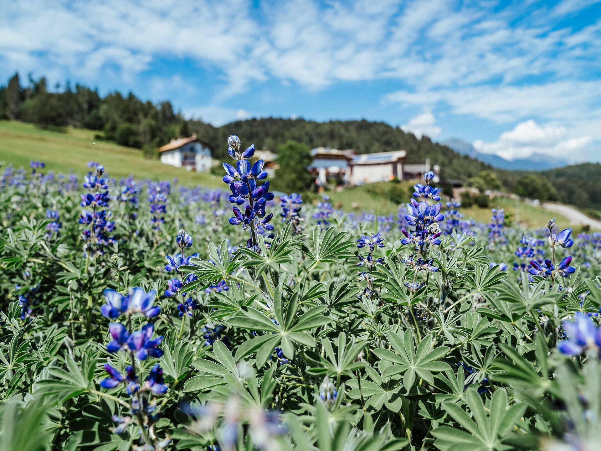 bloom of the blue lupin at Anterivo