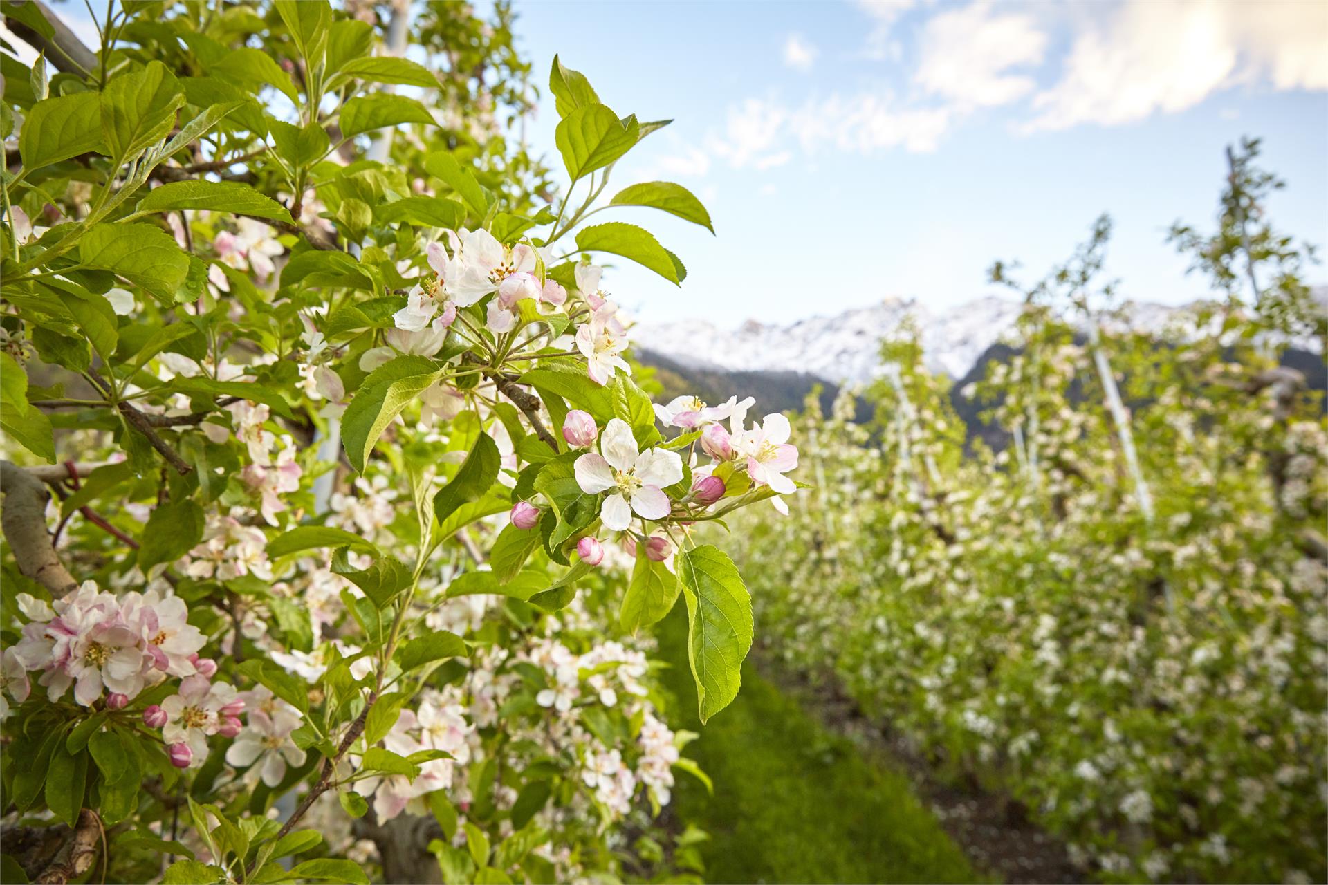 Apple Run Prad am Stilfser Joch 1 suedtirol.info