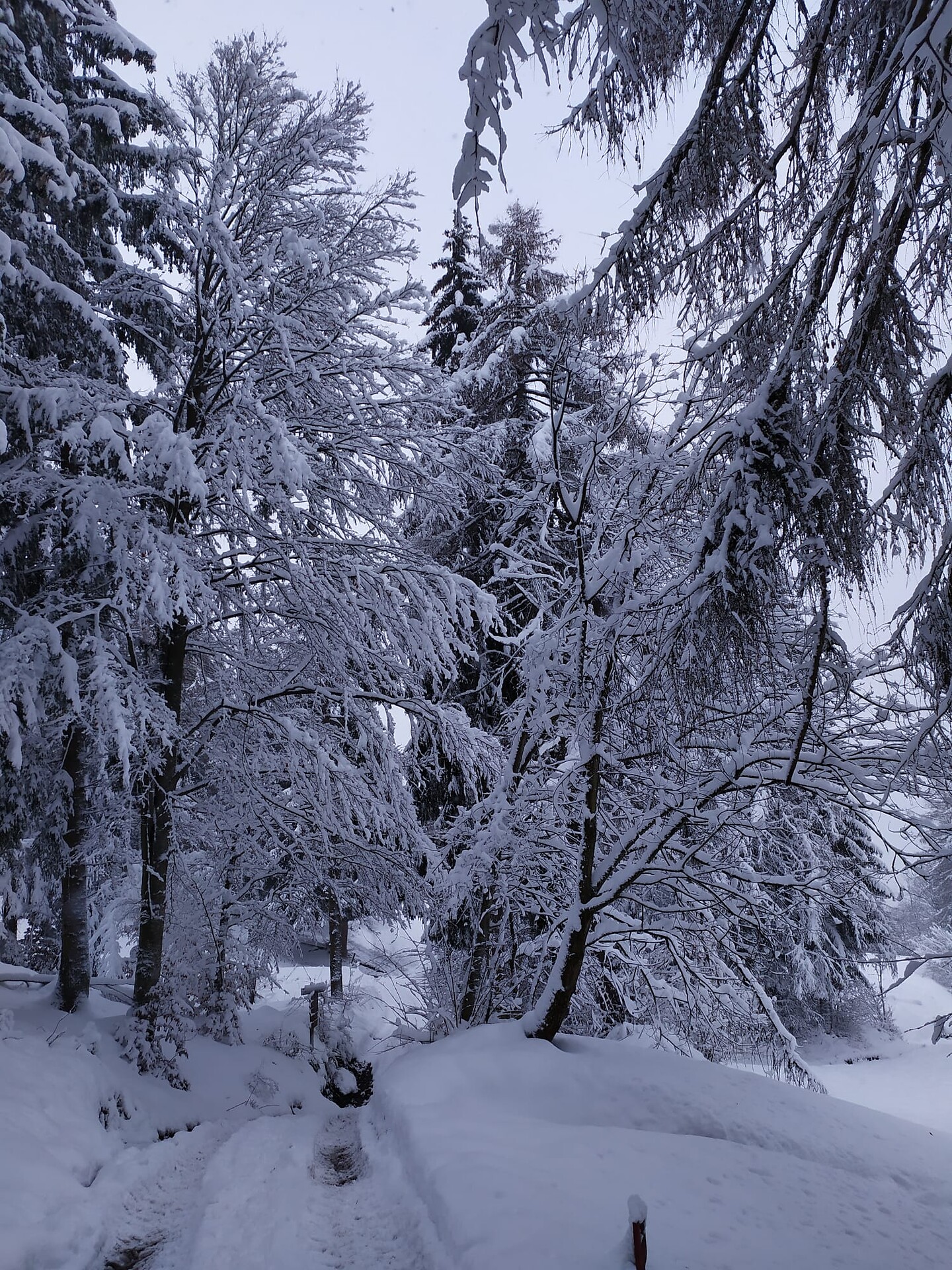 true the wood ad Anterivo in winter