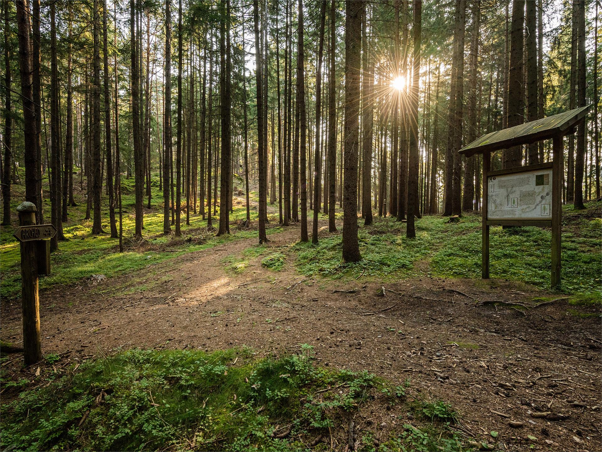Archaeological Panoramic Trail St.Lorenzen/San Lorenzo di Sebato 1 suedtirol.info