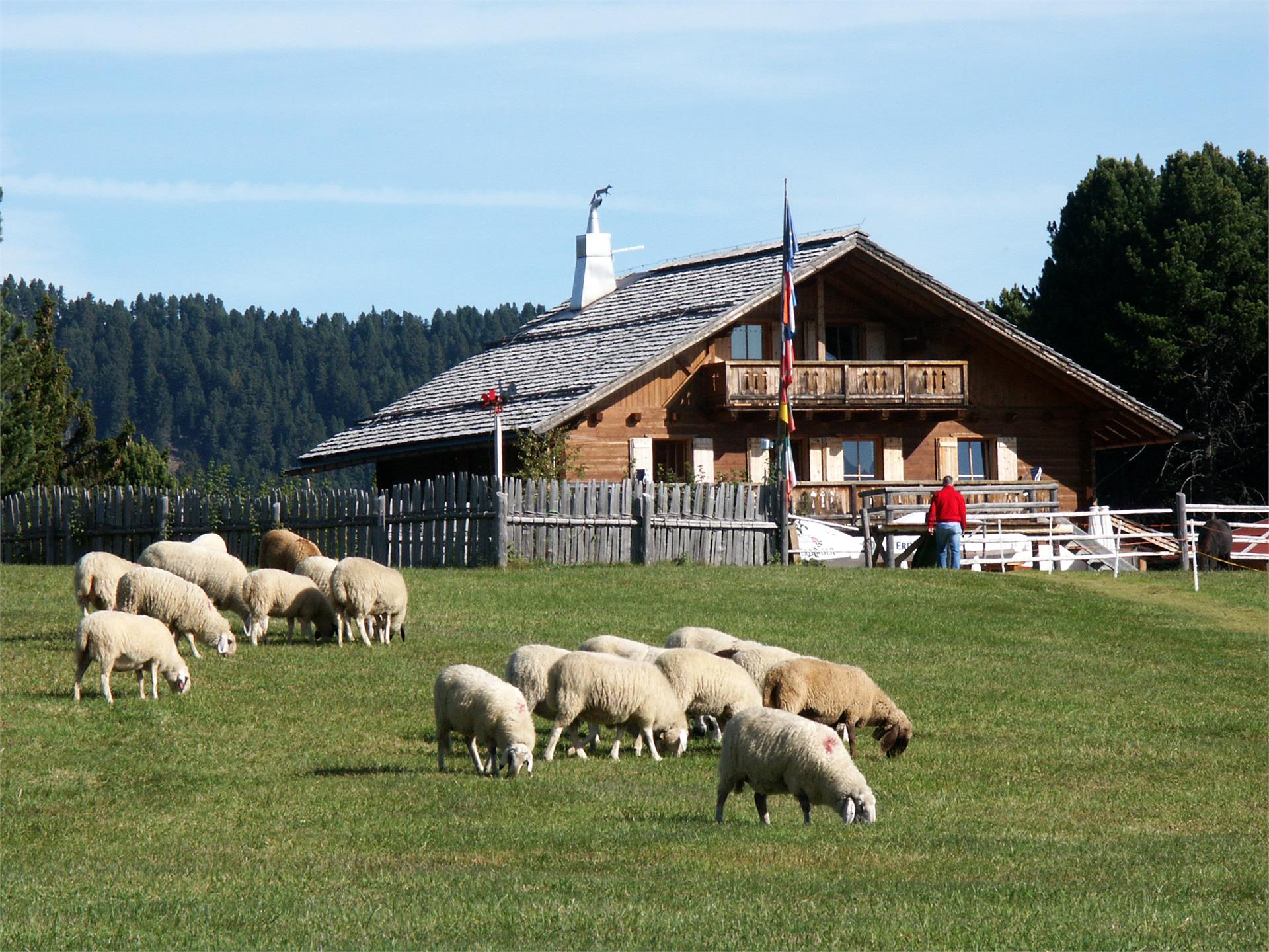 Sull'altopiano dell'Alpe di Villandro Villandro 2 suedtirol.info