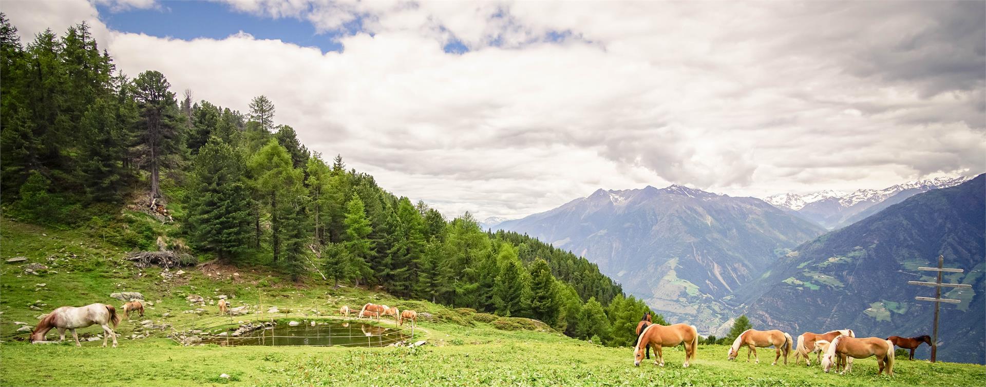 Aschbach - Naturnser Alm - Vigiljoch Algund 1 suedtirol.info