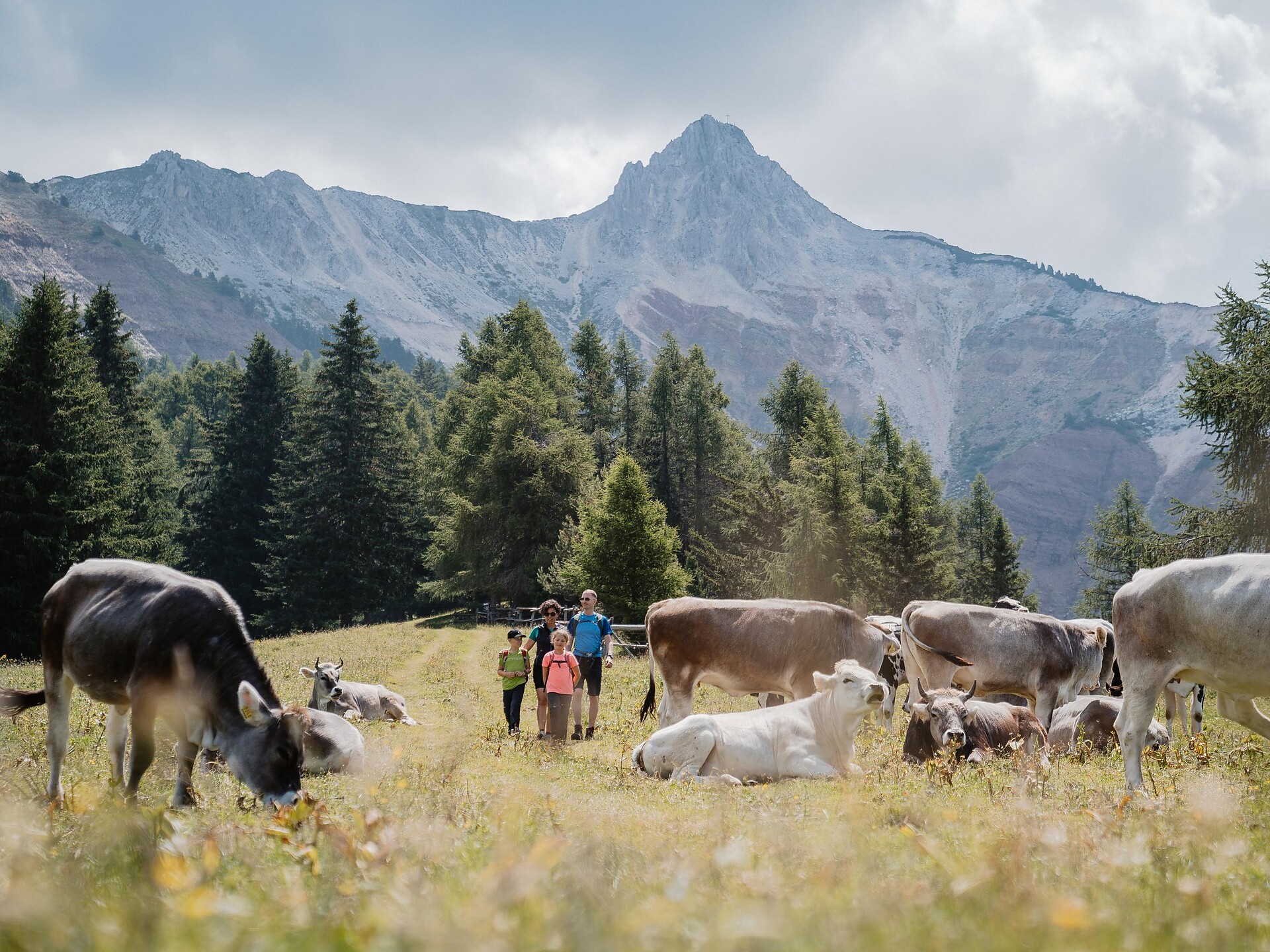 Almenwanderung von Aldein nach Weißenstein -  - #4 - suedtirol.info