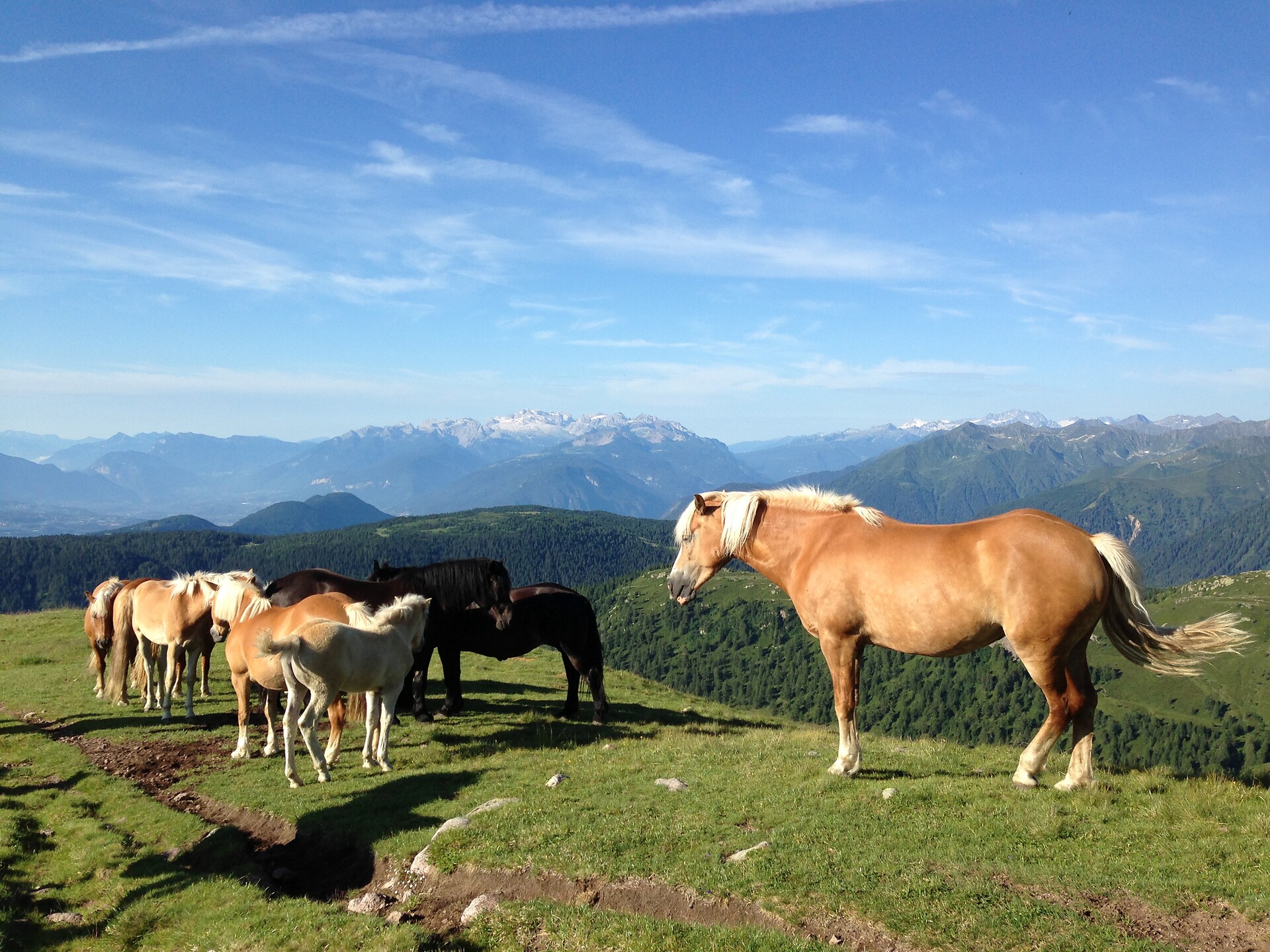 Alpine pasture Monte Luco