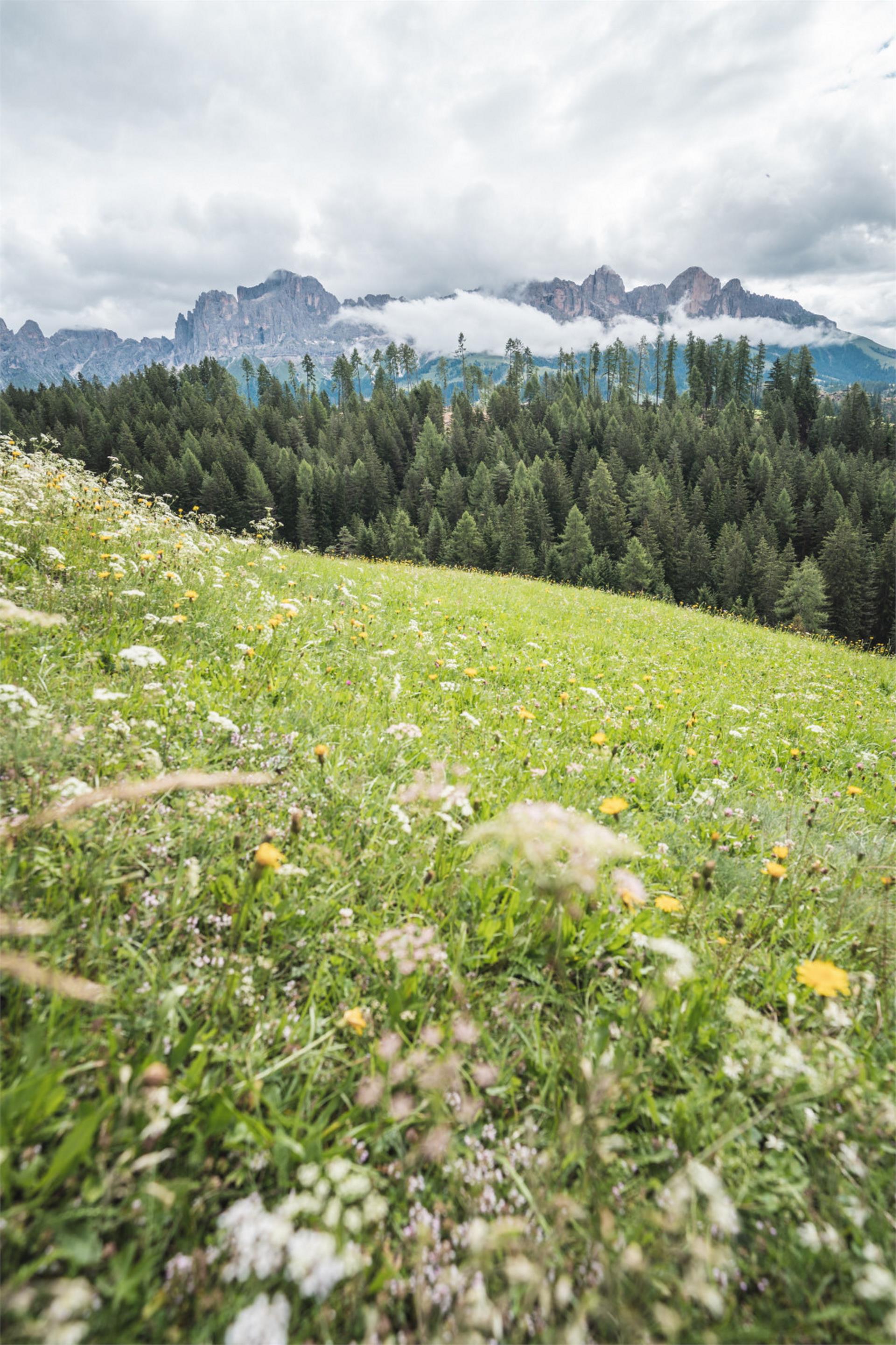 Escursione senza barriere dal Passo del Niger al maso Jocher Nova Levante 3 suedtirol.info