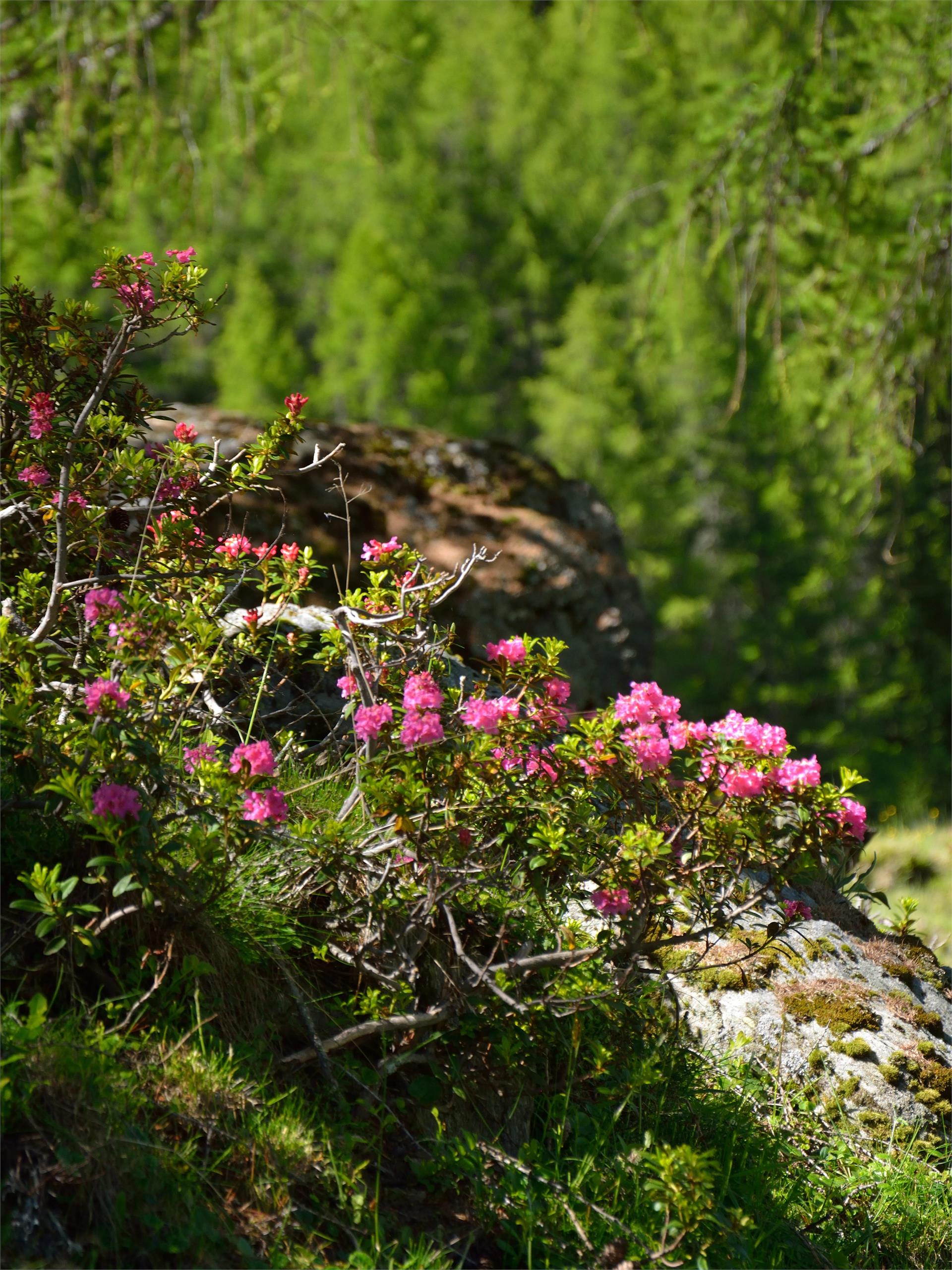 Bergtour zum Hundskehljoch Prettau 1 suedtirol.info
